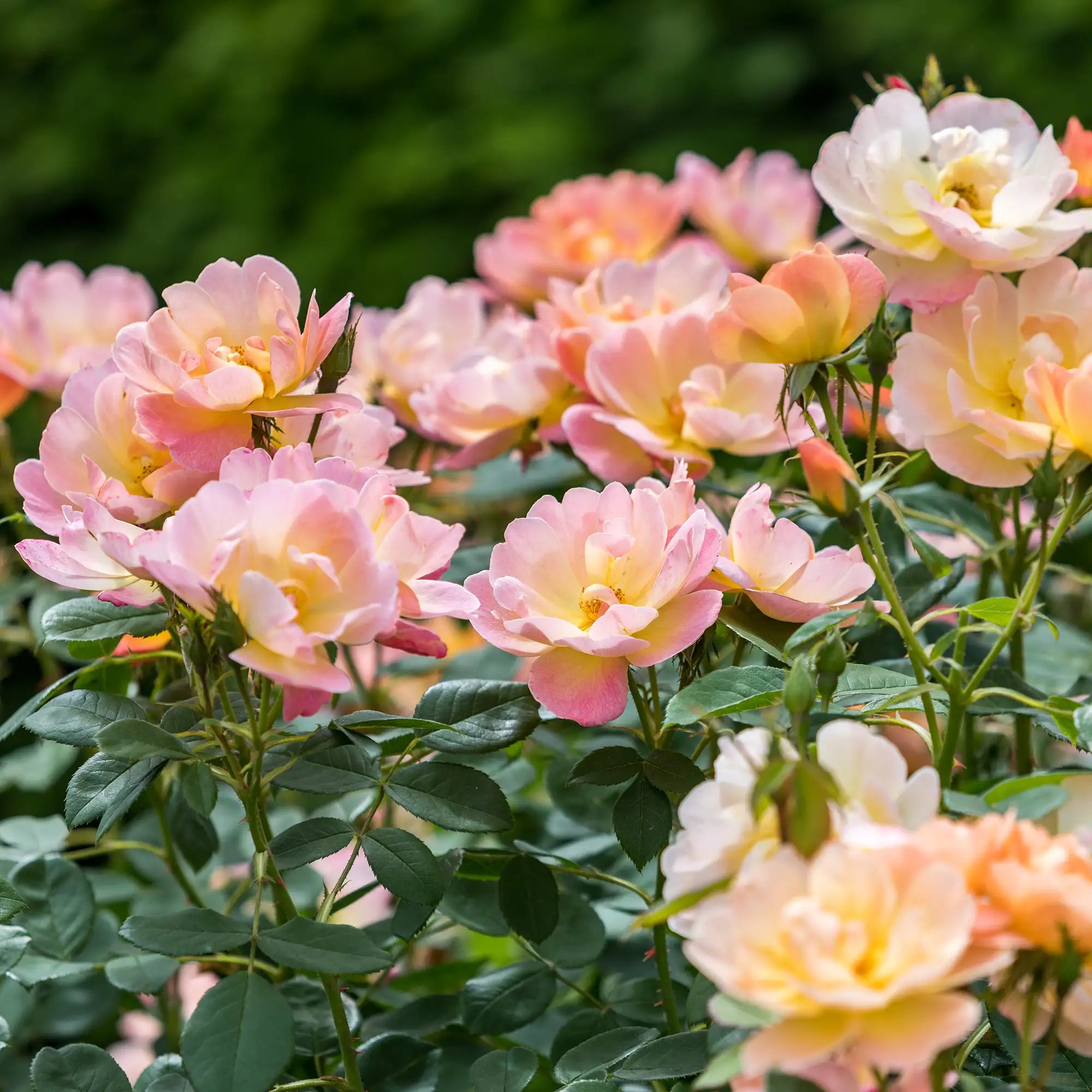 Soft pink and yellow semi-double English roses in a garden