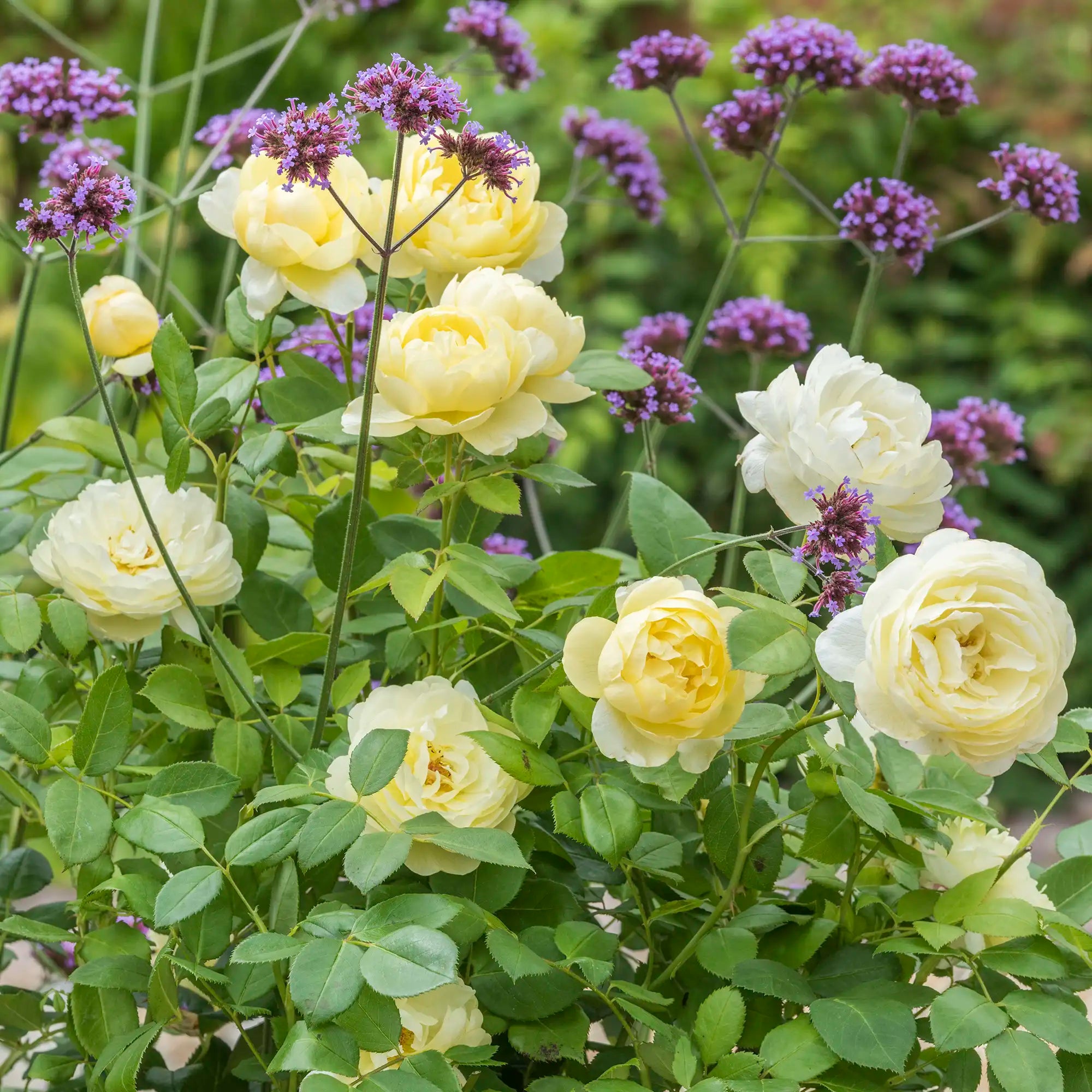 Pale yellow roses with verbena in a garden
