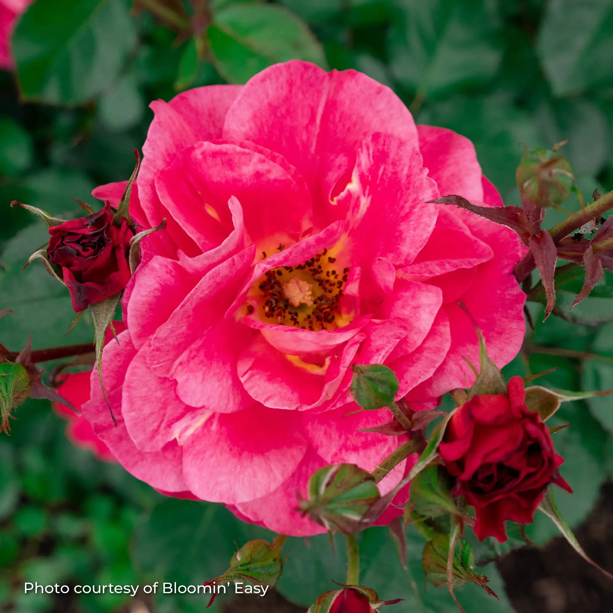 'Cinnamon Hearts™' Landscape Shrub Rose