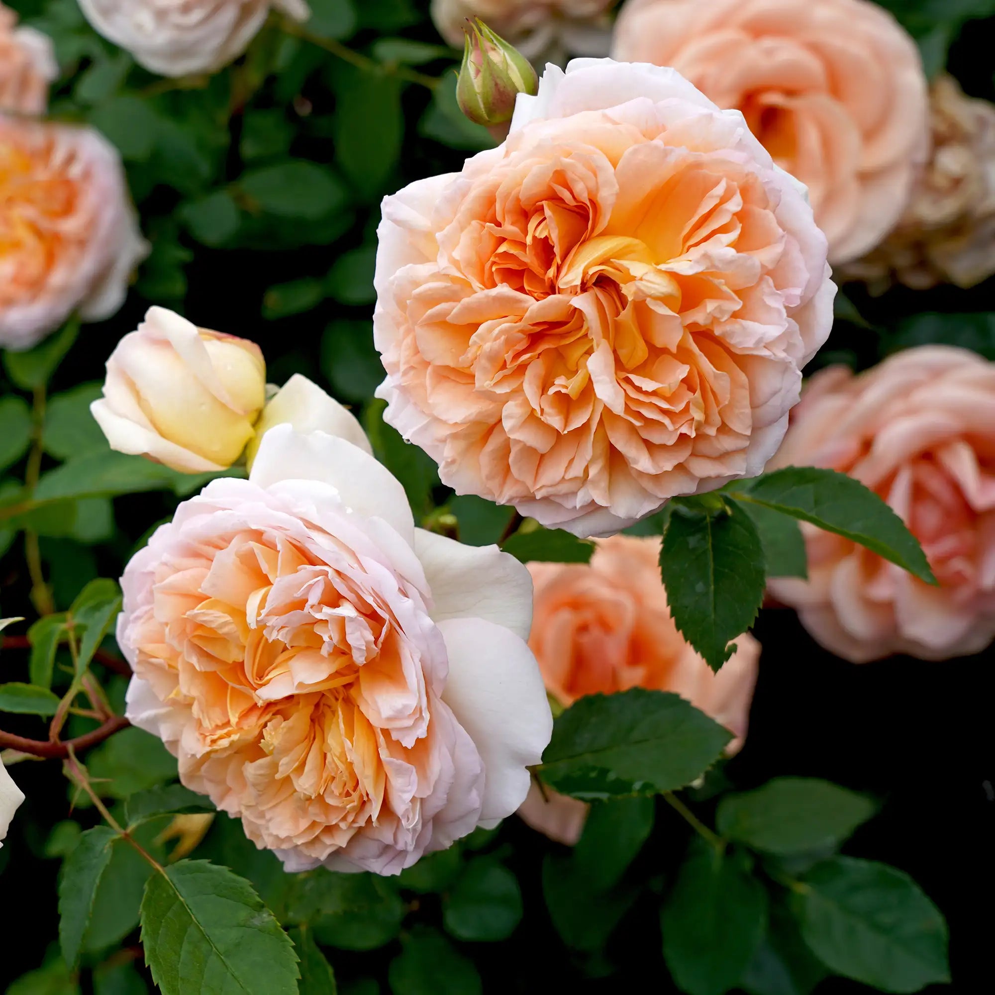 Close-up of peach-colored roses with green leaves in a garden setting