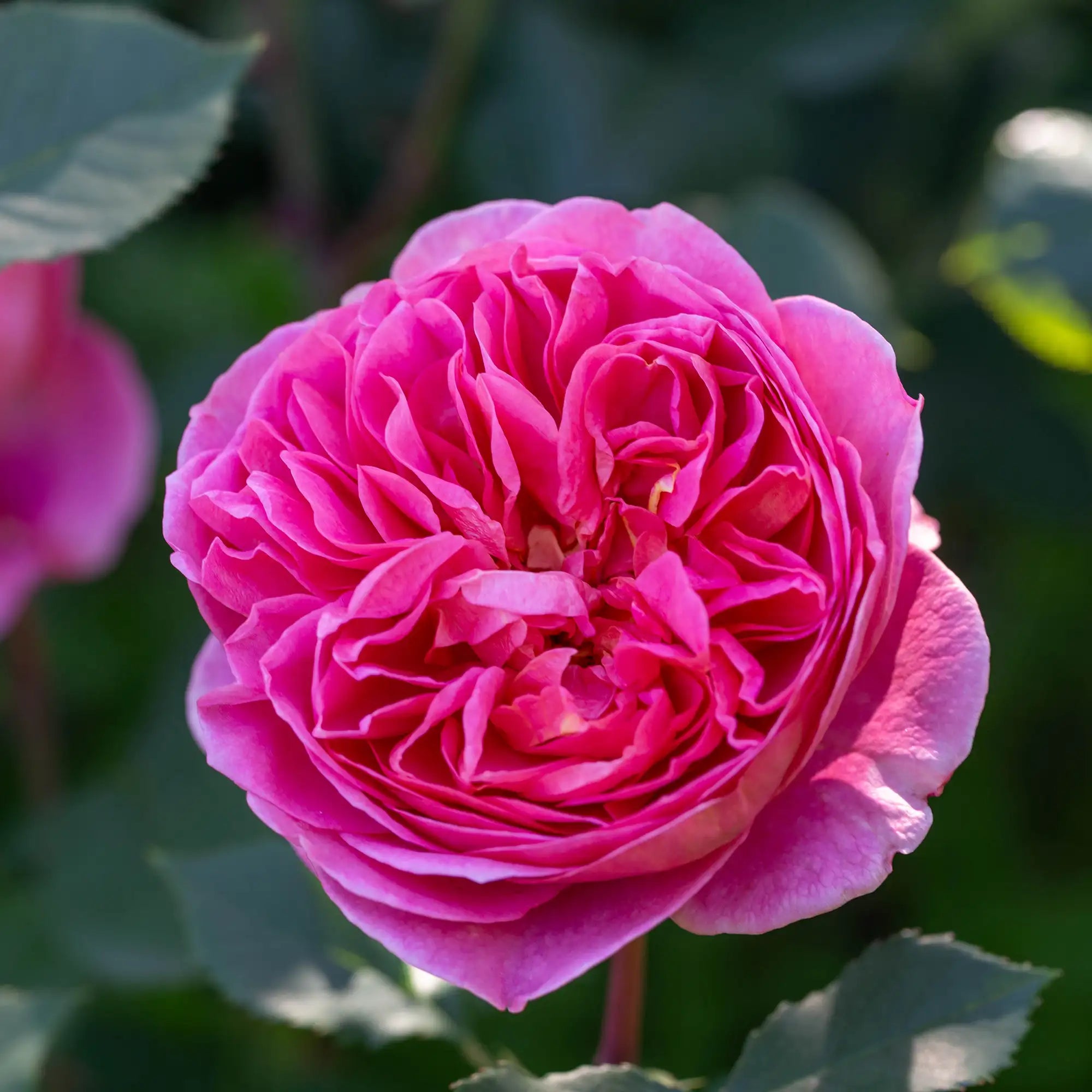 Close-up of a pink Boscobel rose in bloom with green leaves in the background