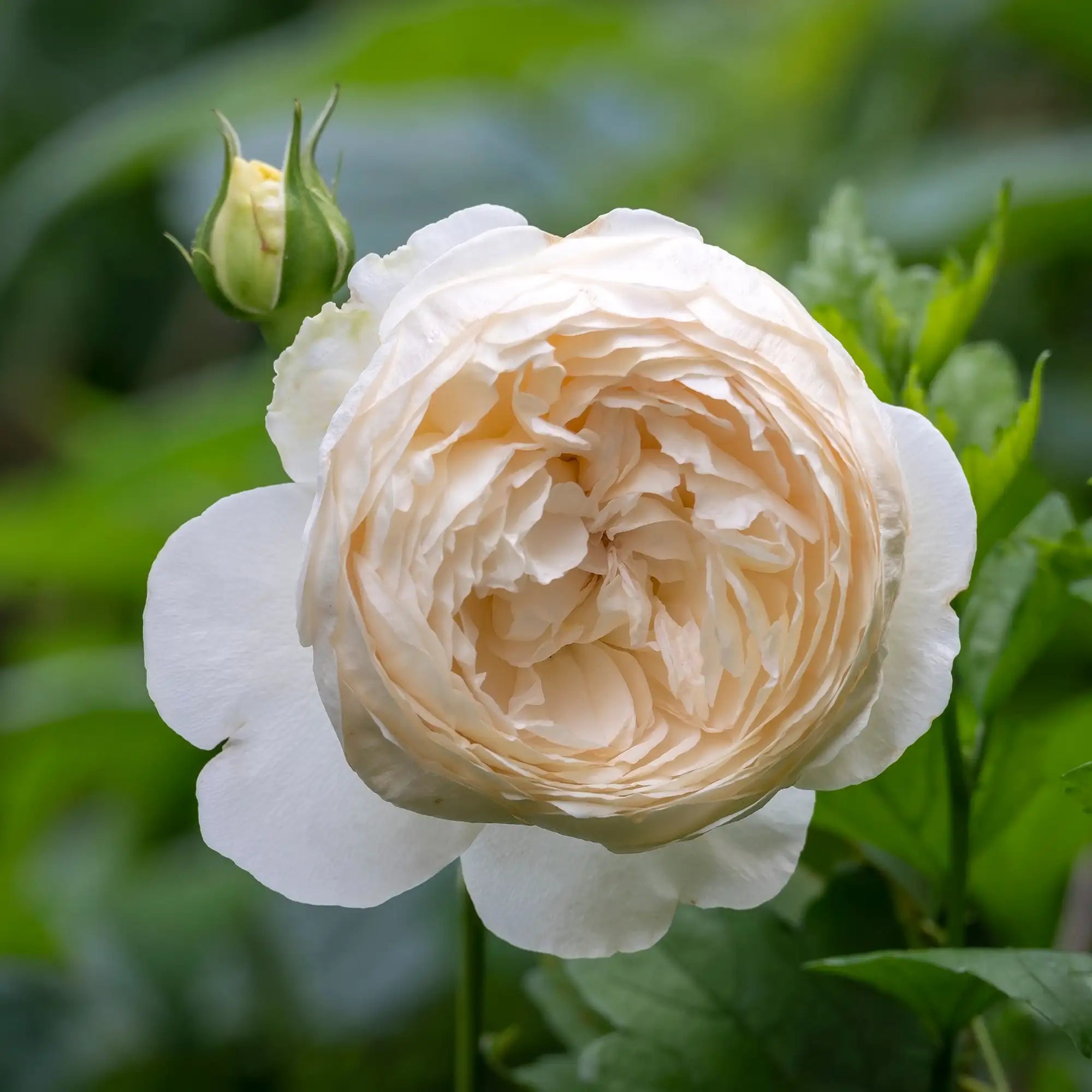 Close-up of a white double rose with a blurred green background