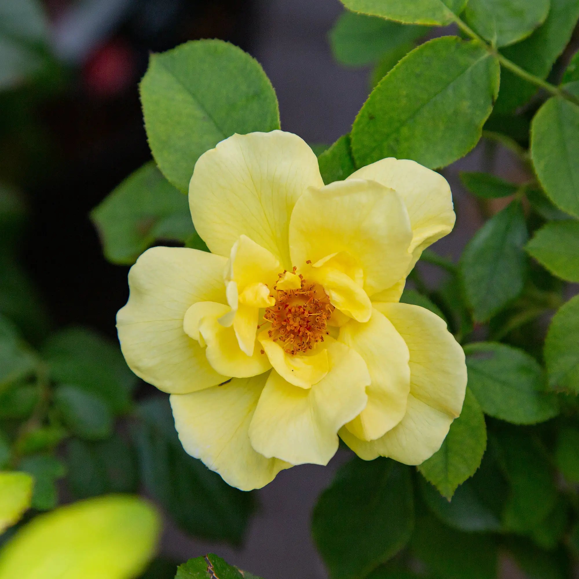 Close-up of yellow Carefree Sunshine Climbing Rose in bloom with green leaves