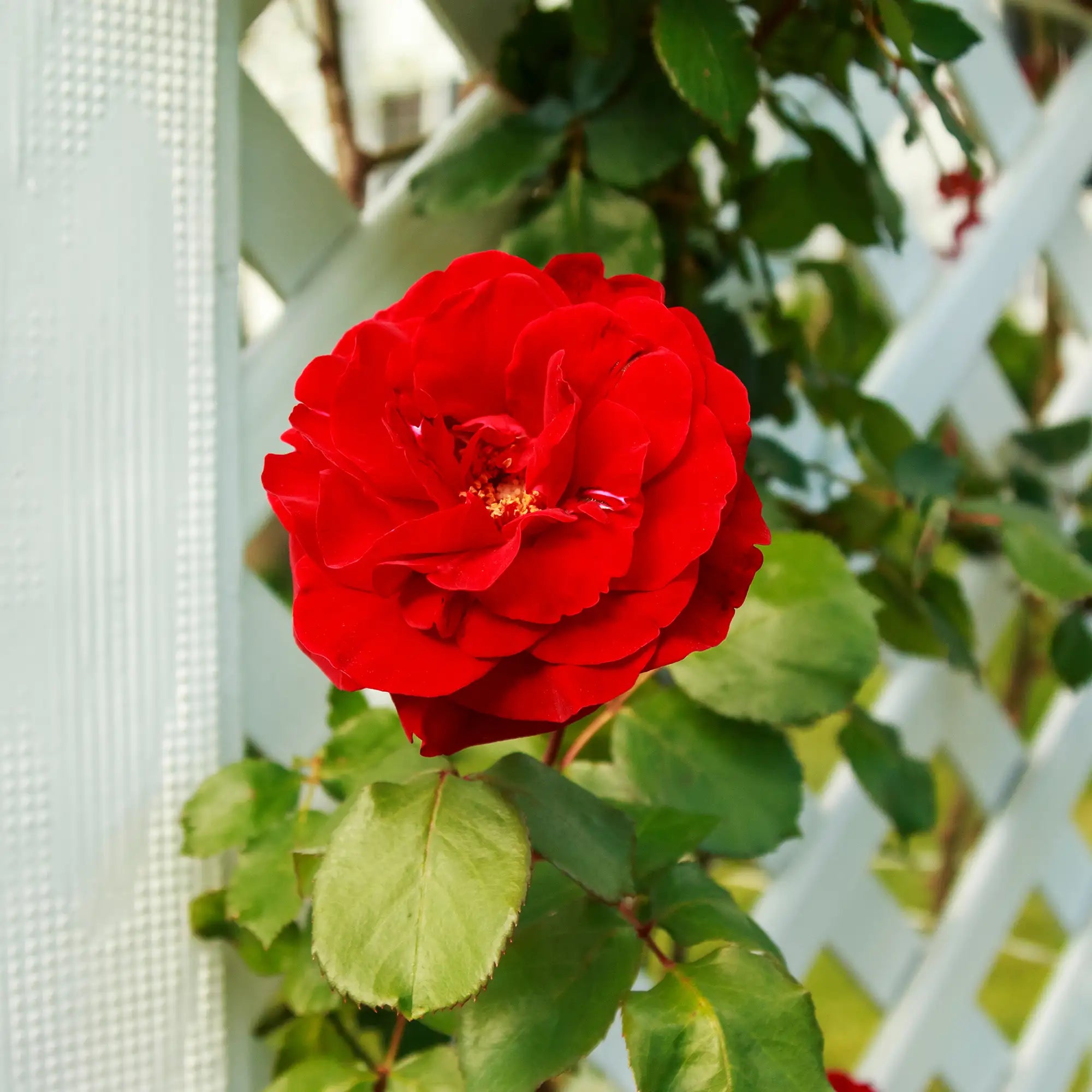 Close-up of a vibrant red Don Juan rose with green leaves against a white trellis