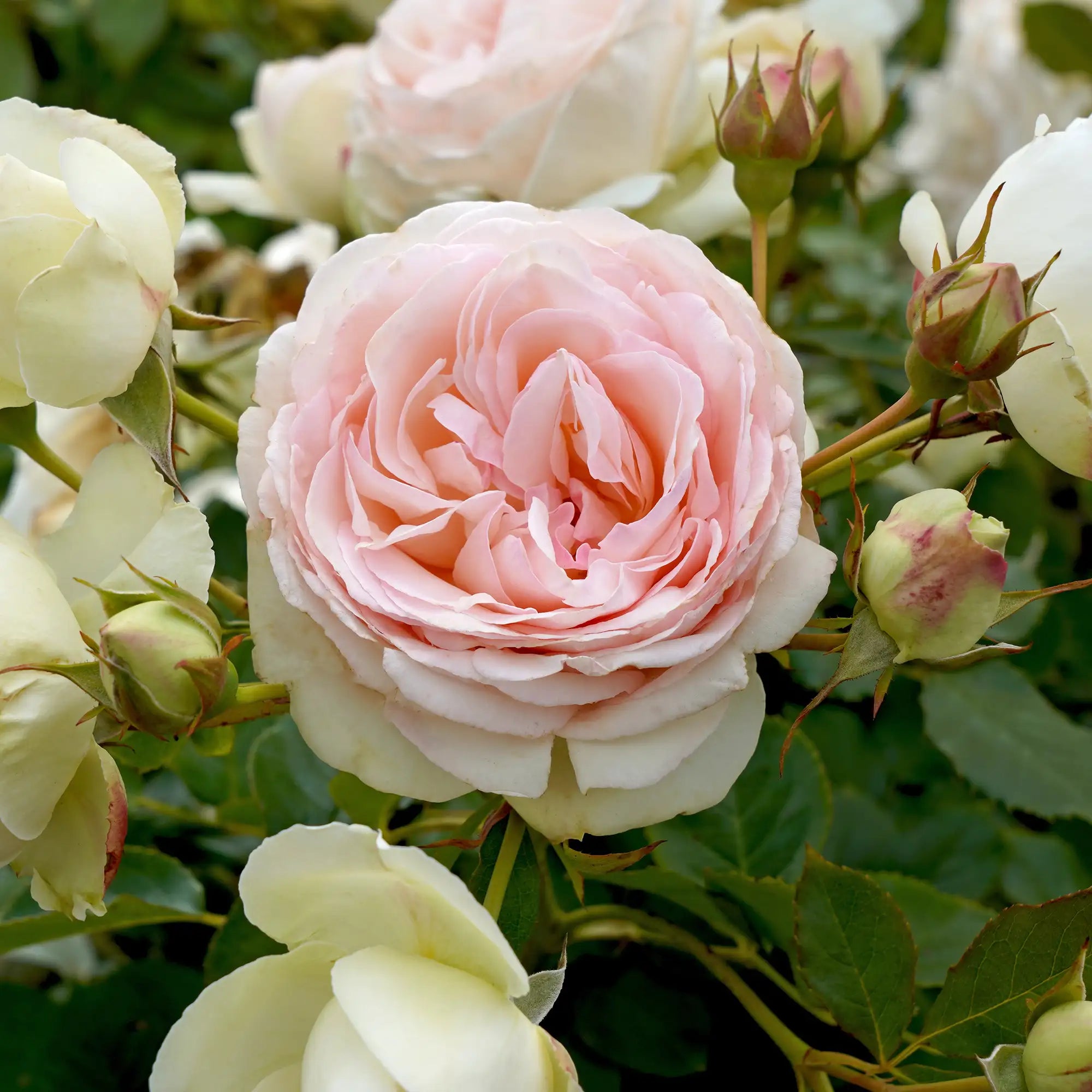 Close-up of a pink Eden climbing rose bloom surrounded by green leaves and buds