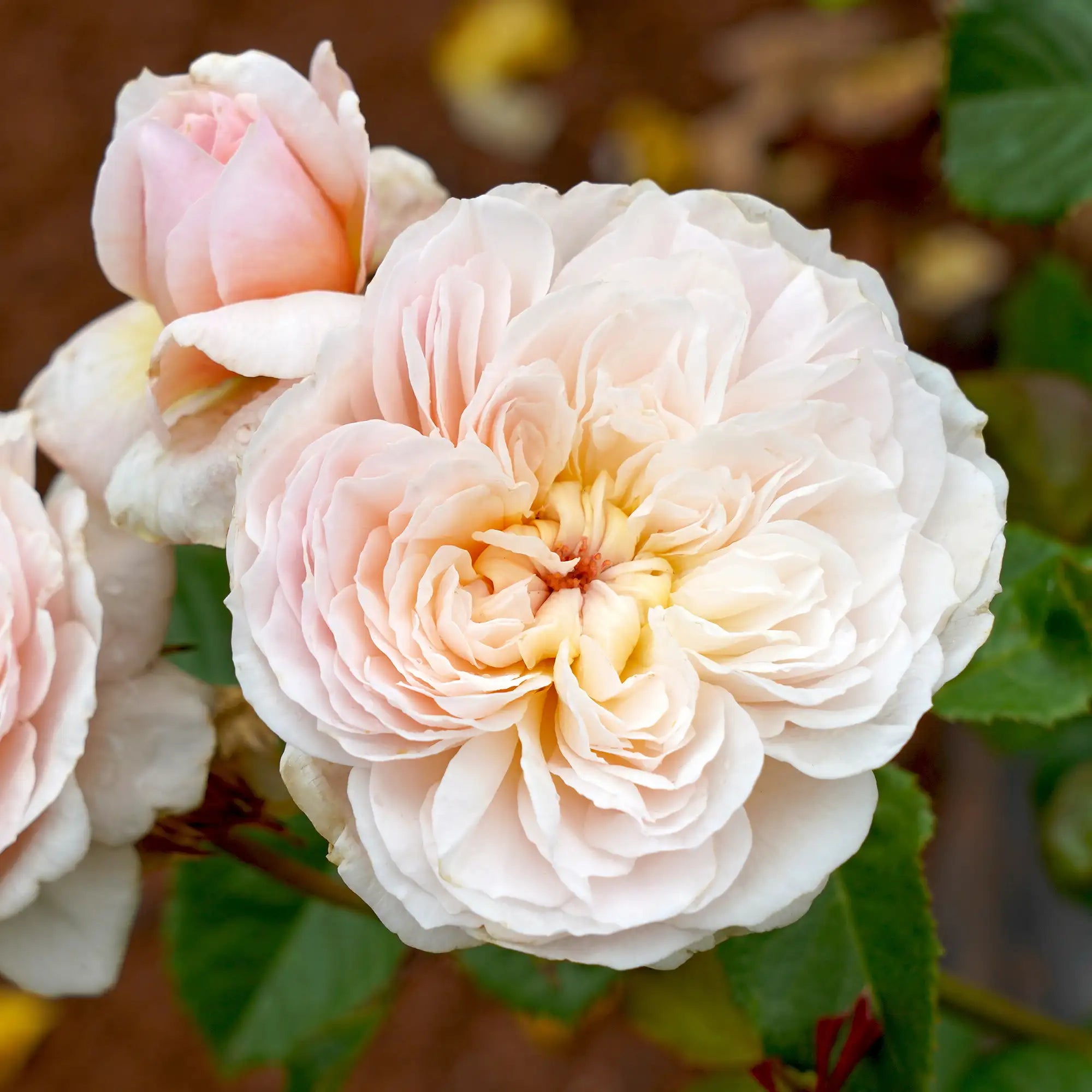 Close-up of a pale pink rose with a blurred natural background