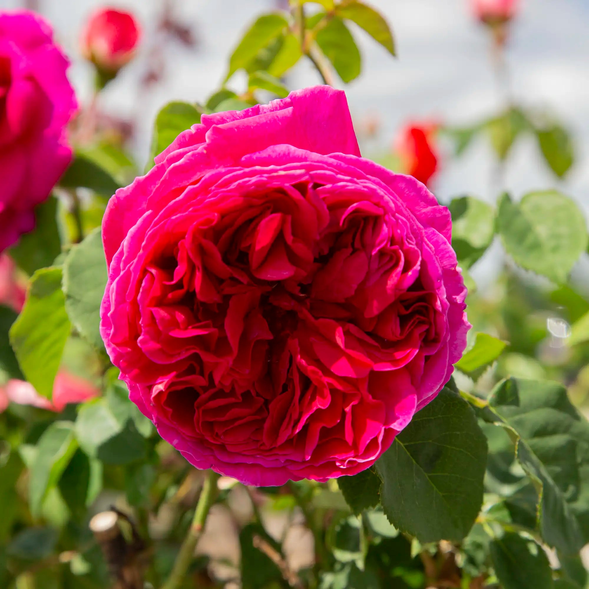 Close-up of a vibrant pink rose with green leaves in the background
