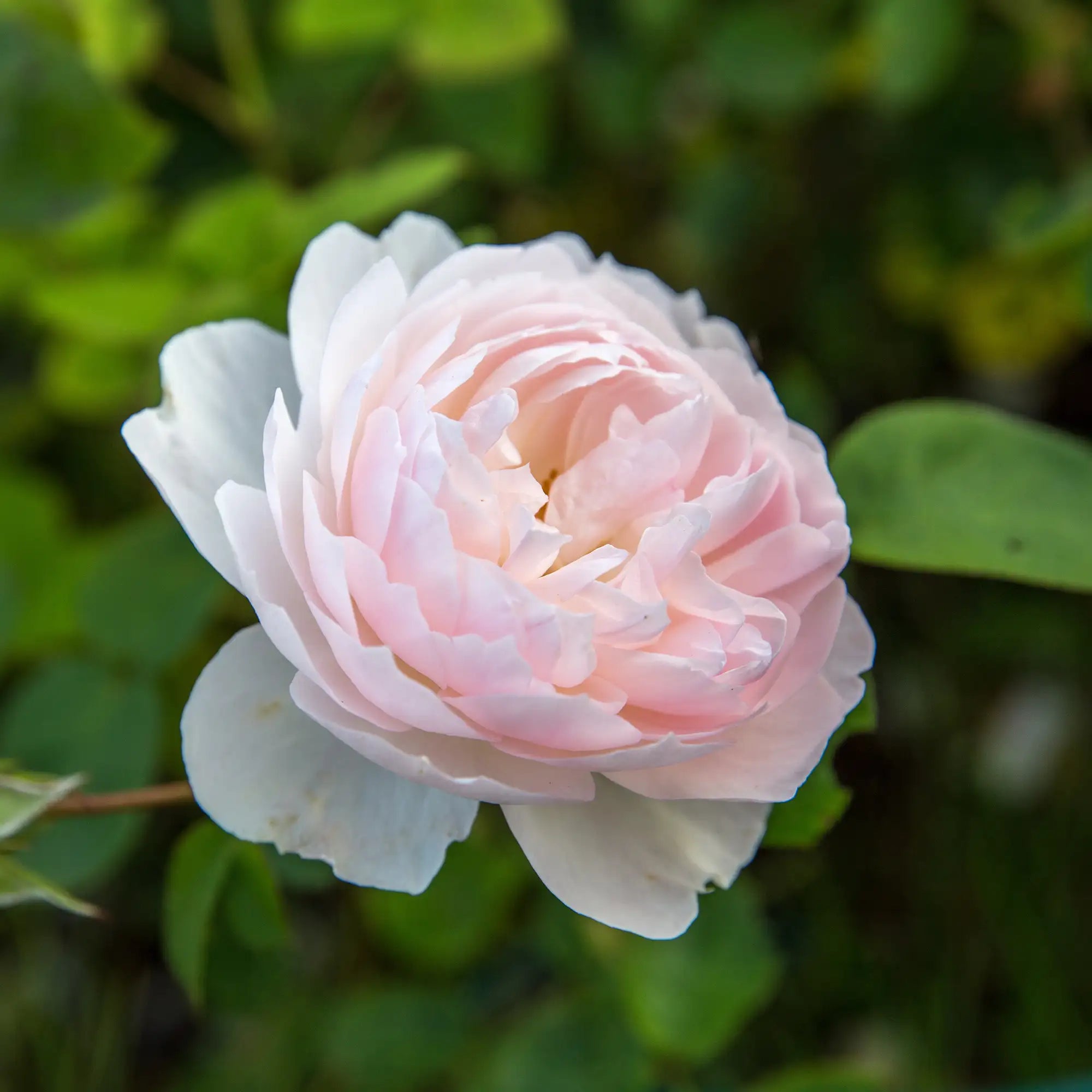 Close-up of a pink rose with green leaves in the background