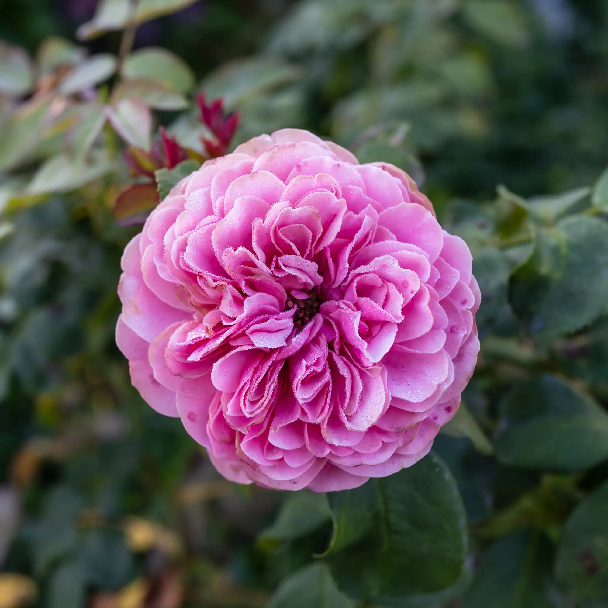 Close-up of a pink rose in bloom with green leaves in the background