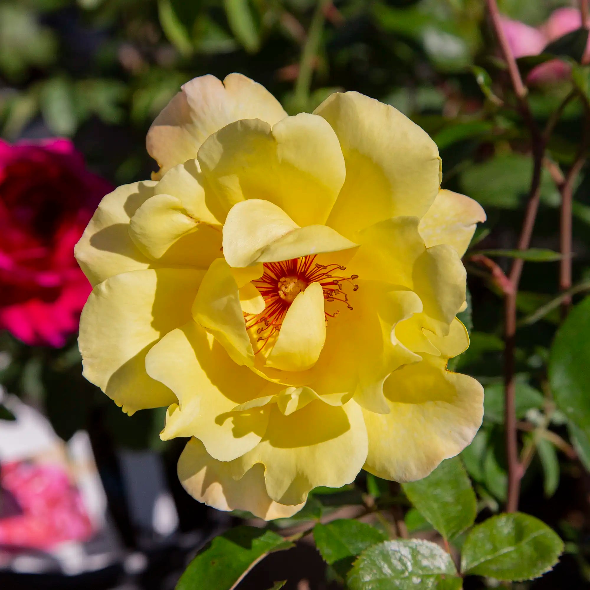 Close-up of light yellow Golden Showers rose in bloom with green leaves