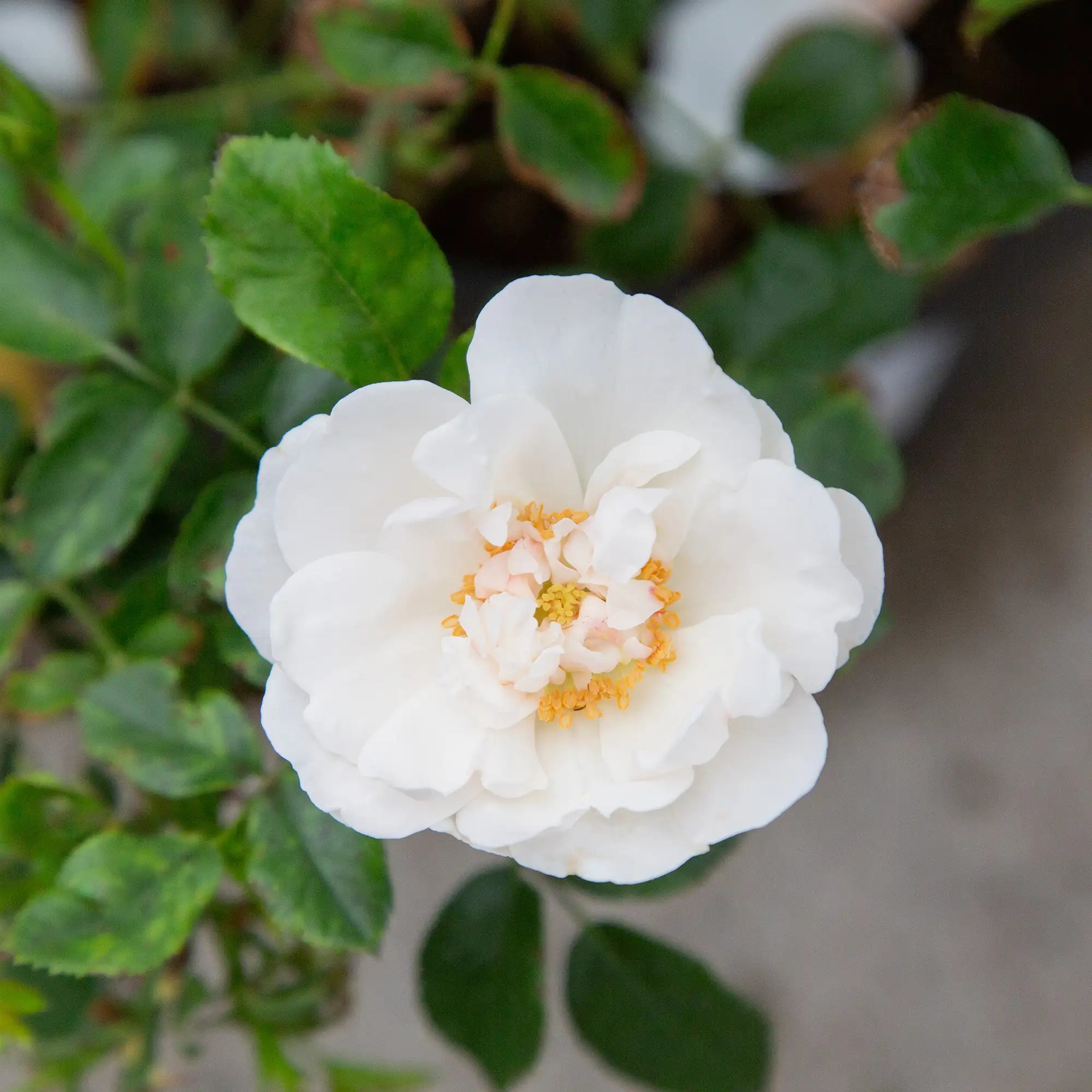 Close-up of white Hella Rose in bloom with green leaves