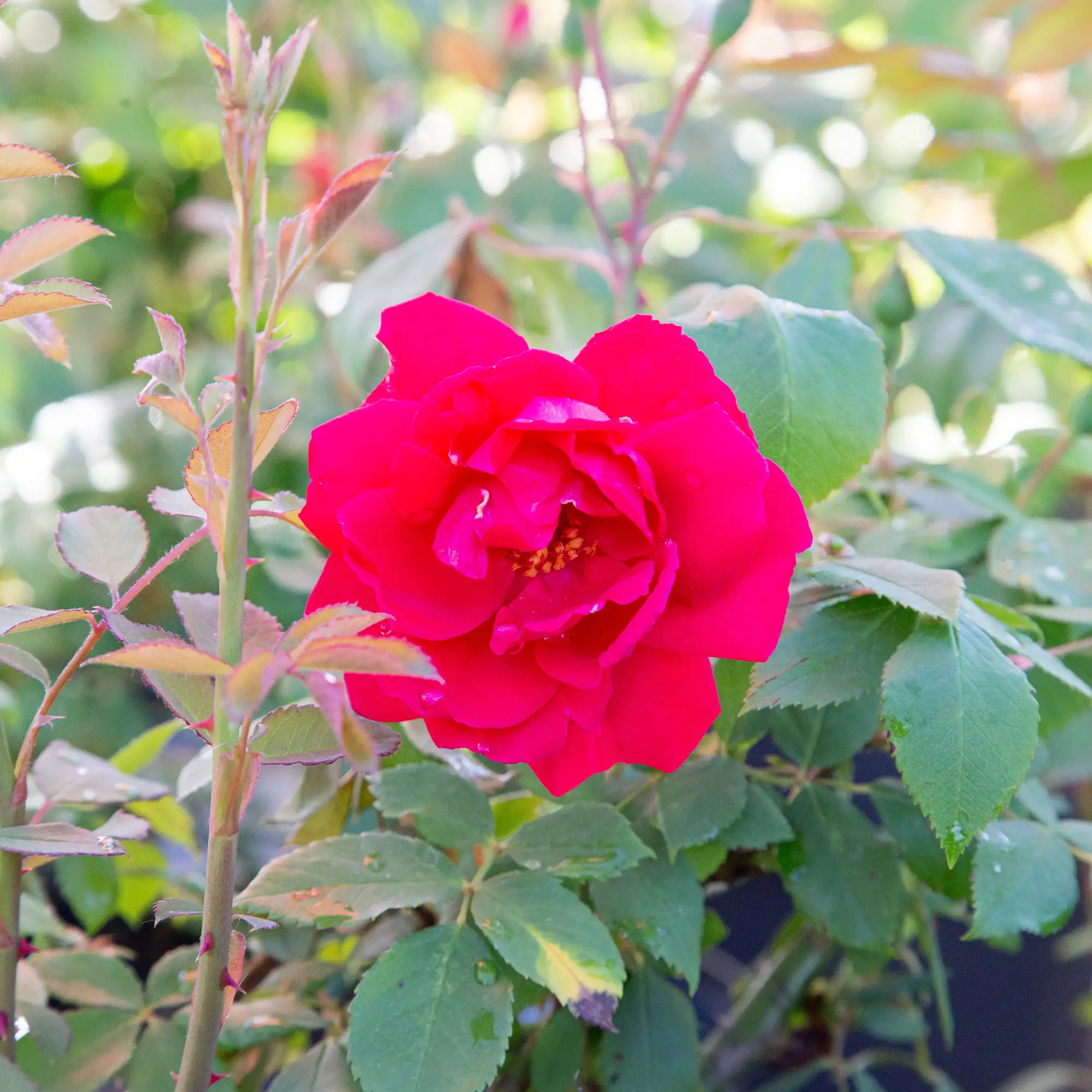 Close-up of red Imperial Blaze Rose in bloom with green leaves