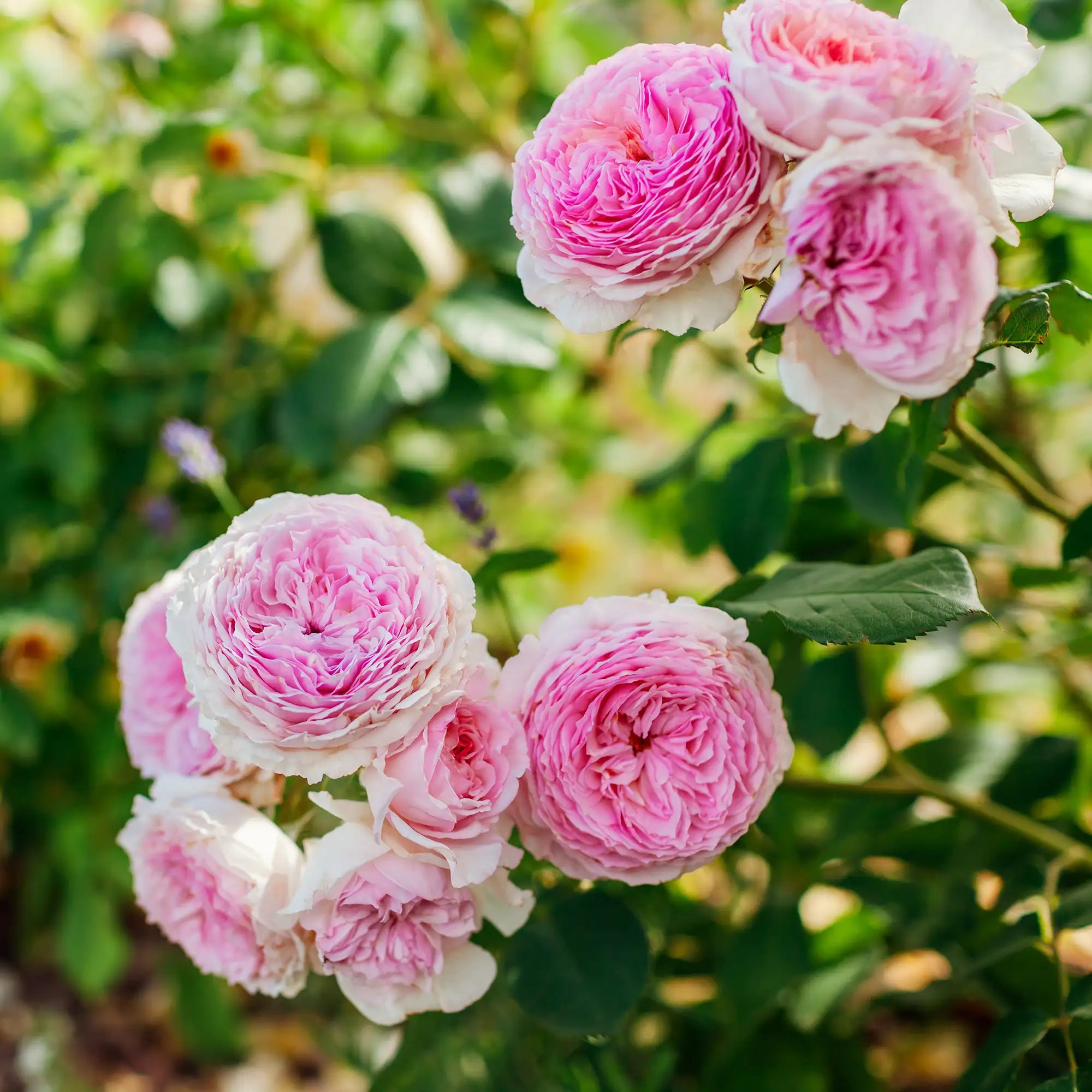 Close-up of pink roses with green leaves in the background