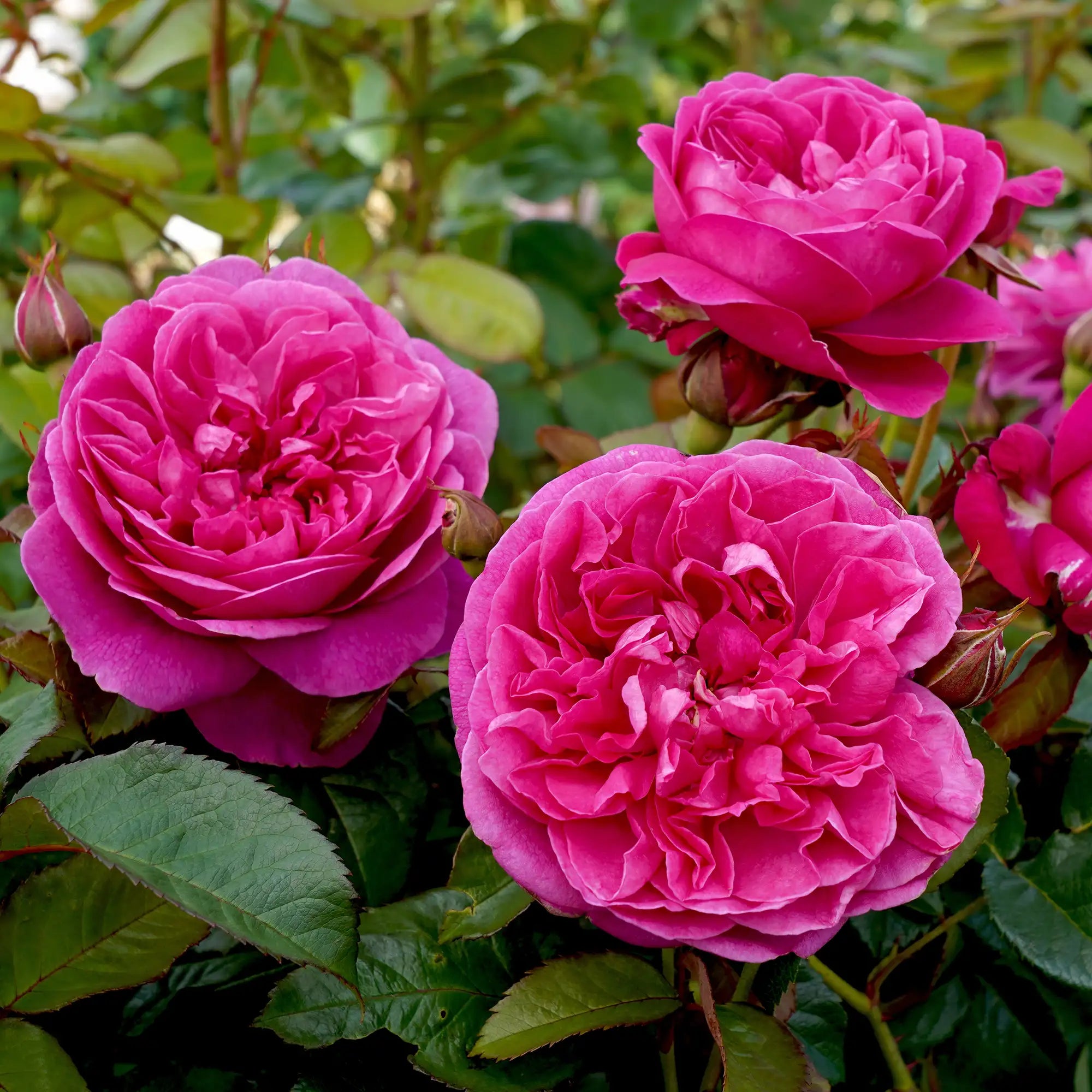Close-up of vibrant pink roses with green leaves in the background