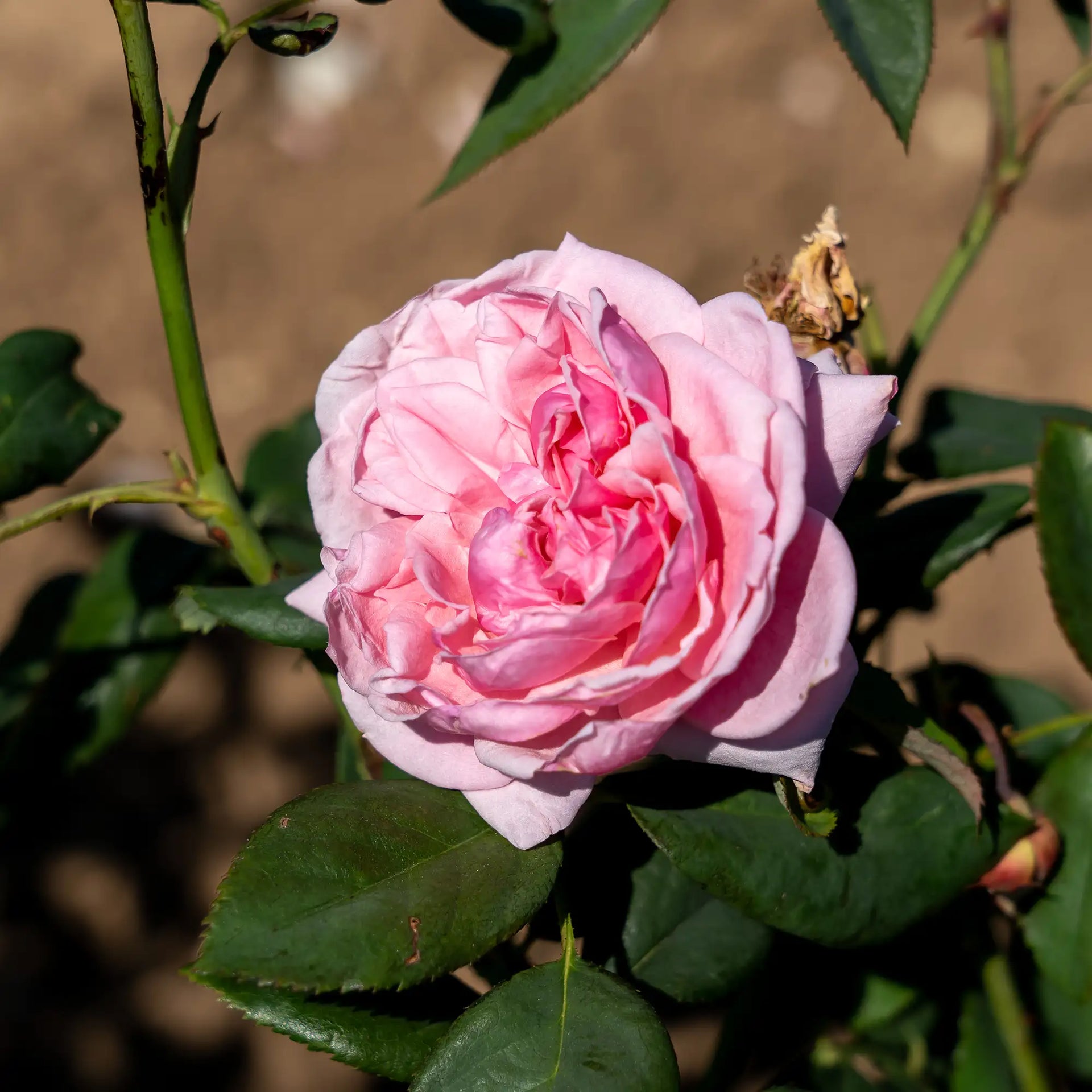 Rose_Kiss_Me_Kate.webp?v=