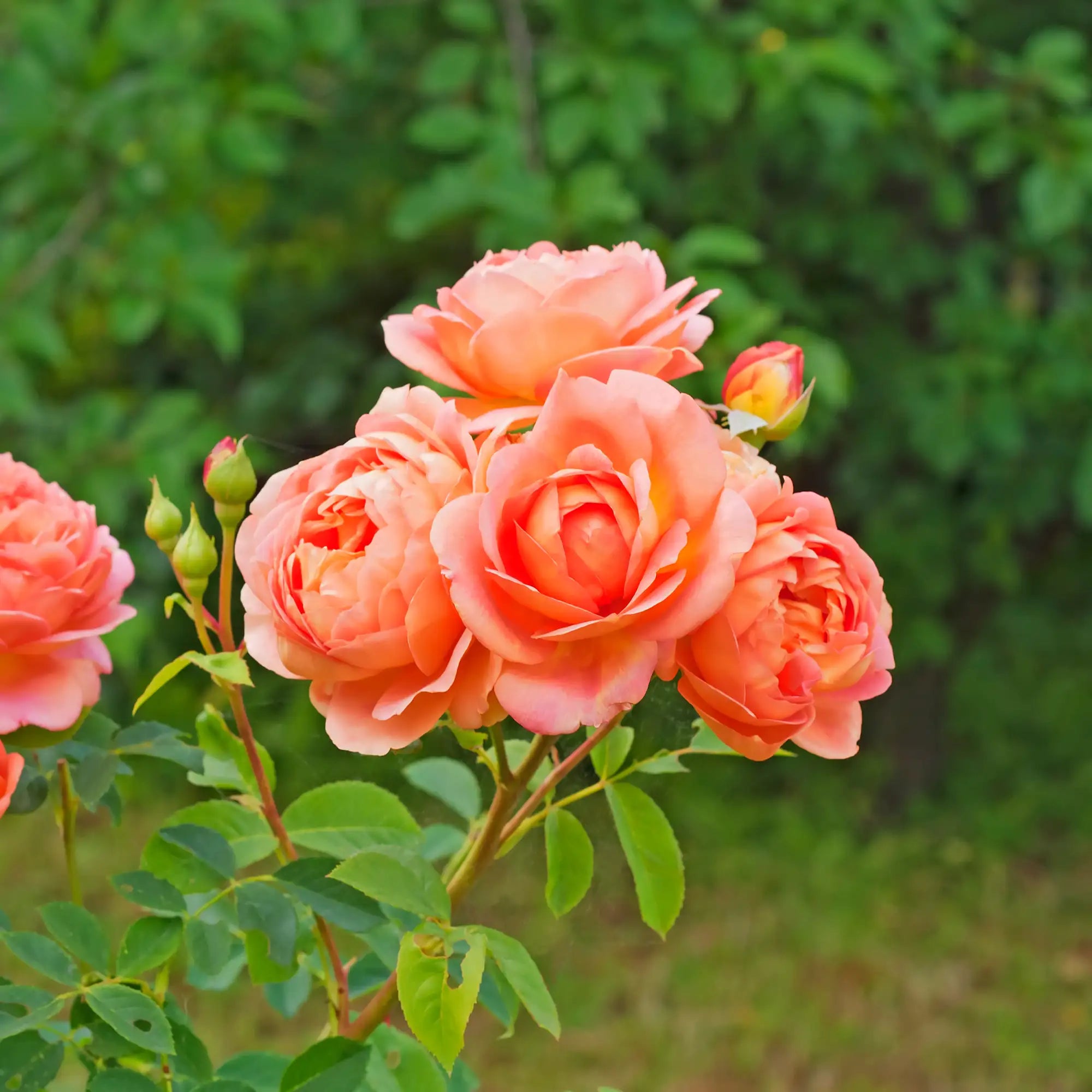 Cluster of peach-colored roses with green leaves against a blurred green background