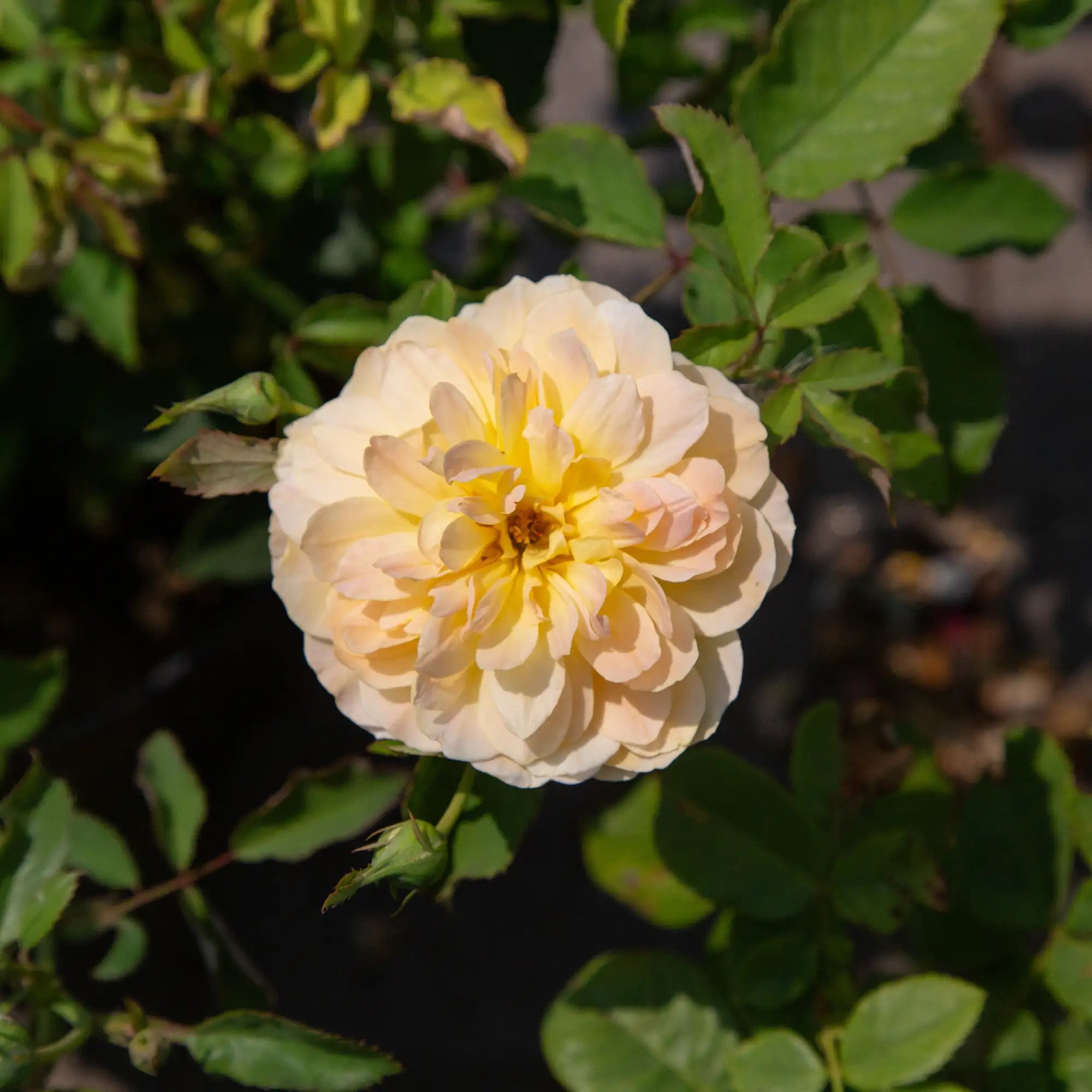 Yellow rose with green leaves in the background