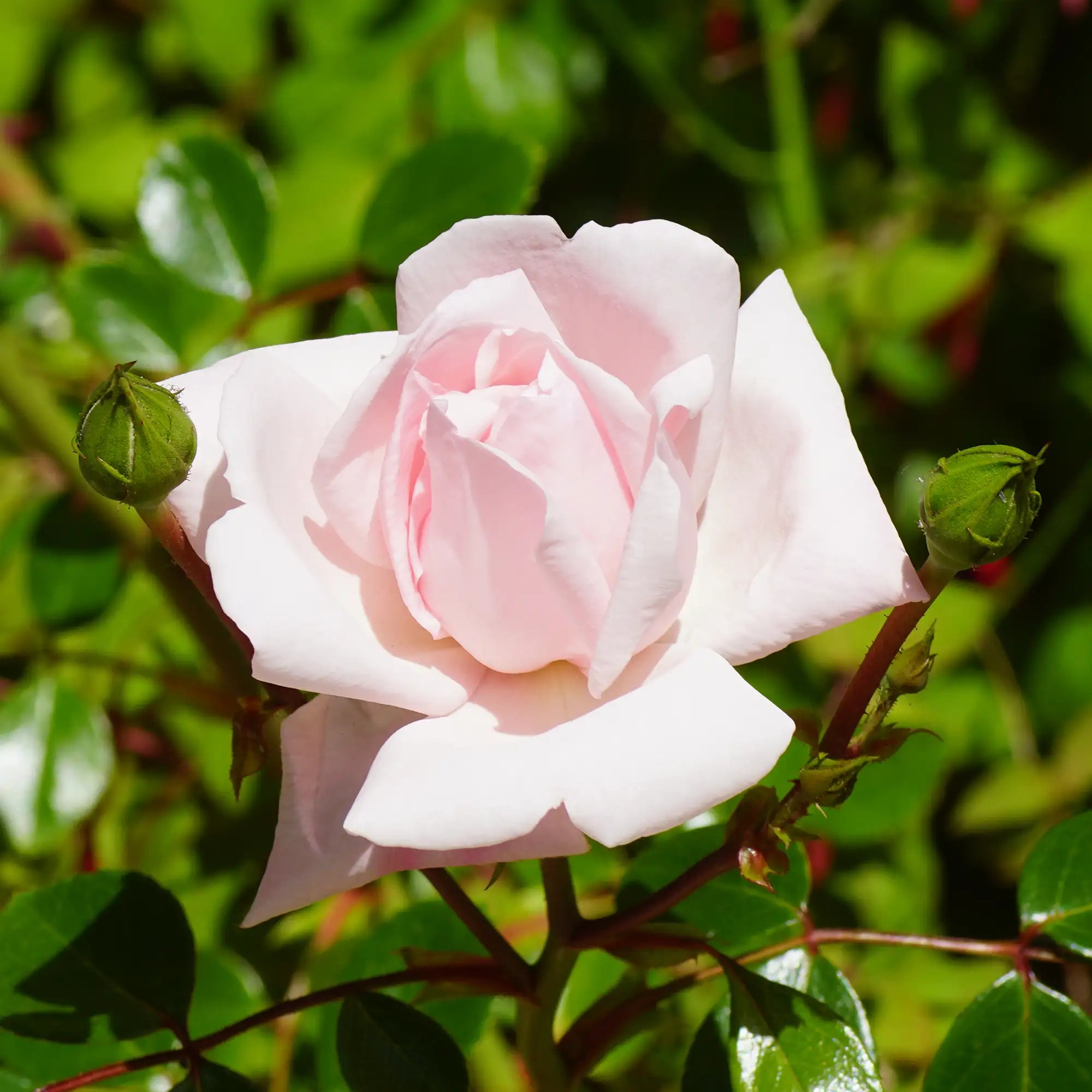 Close-up of pink New Dawn Rose in bloom with green leaves
