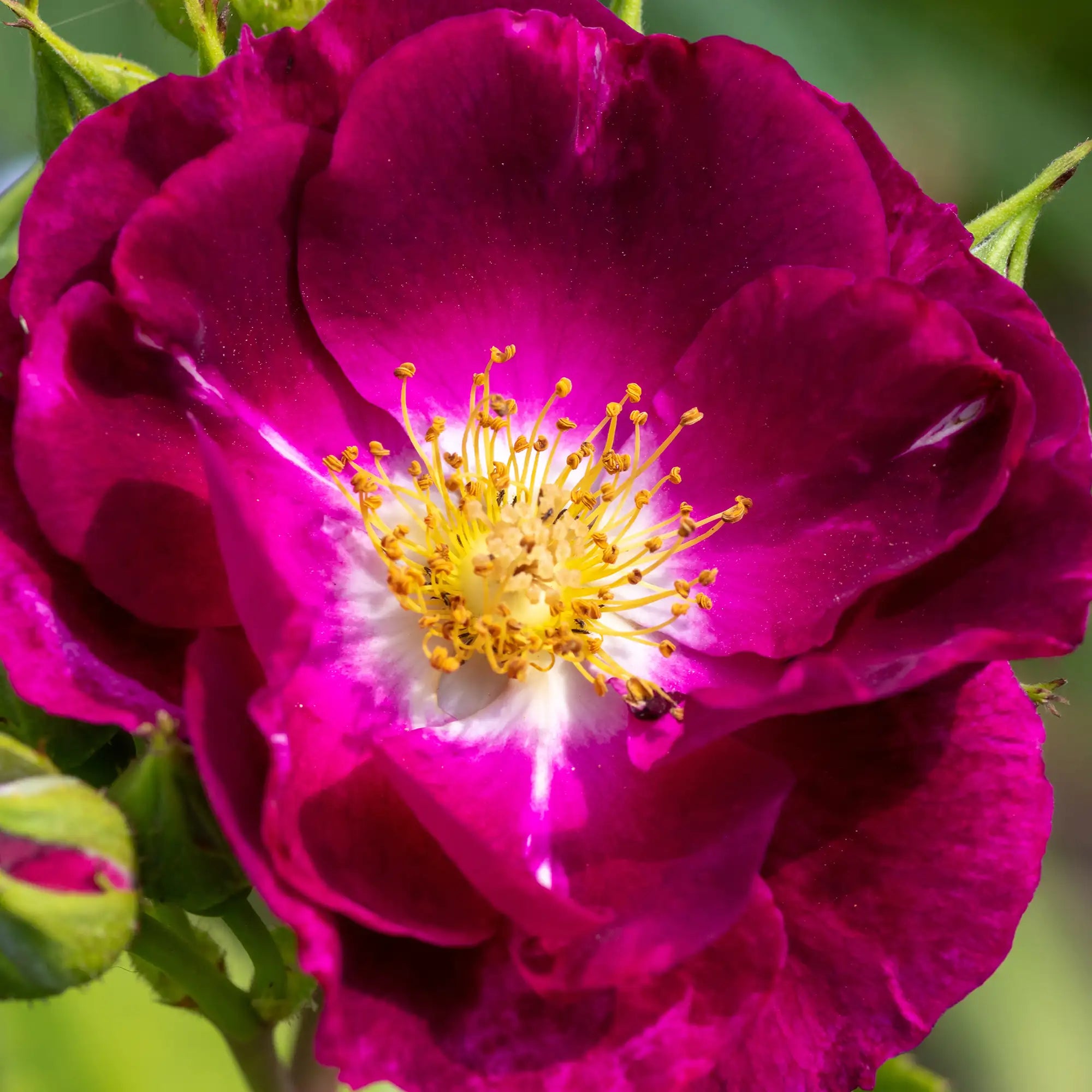 Close-up of dark purple Night Owl Rose in bloom with green leaves