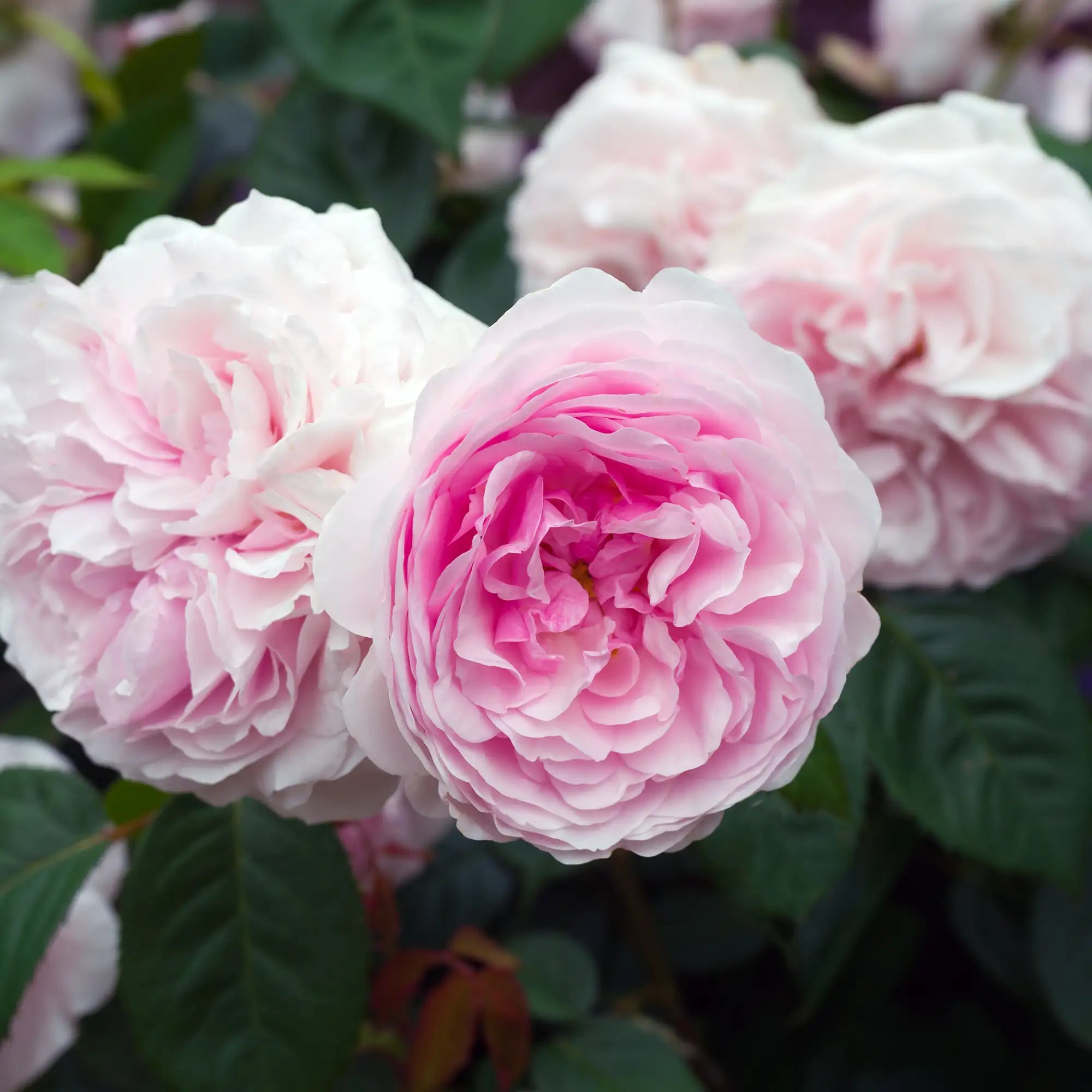 Close-up of pink and white roses with green leaves