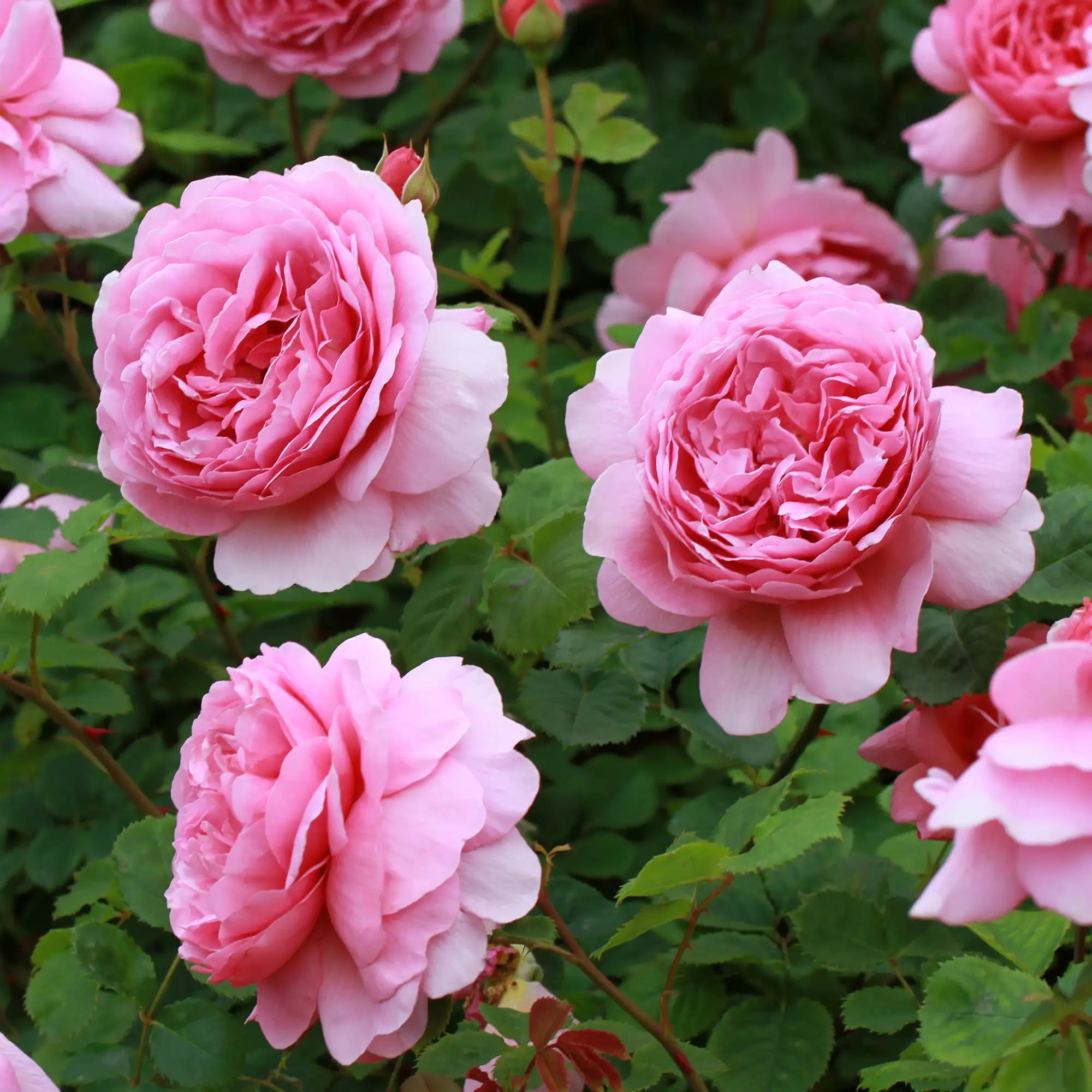 Pink roses with green leaves in a garden setting