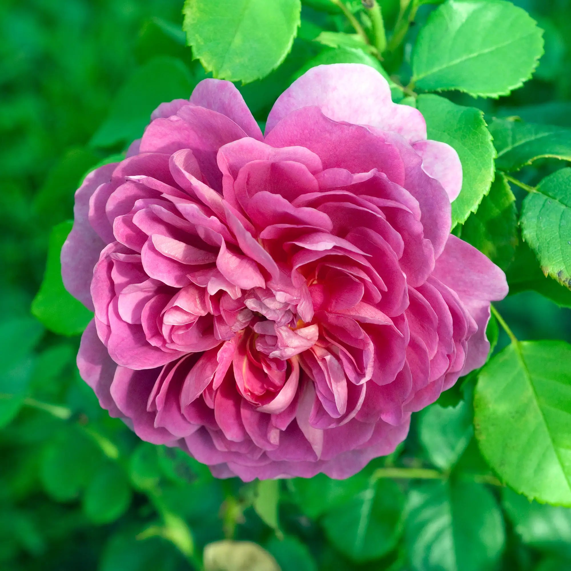 Close-up of a pink rose with green leaves in the background