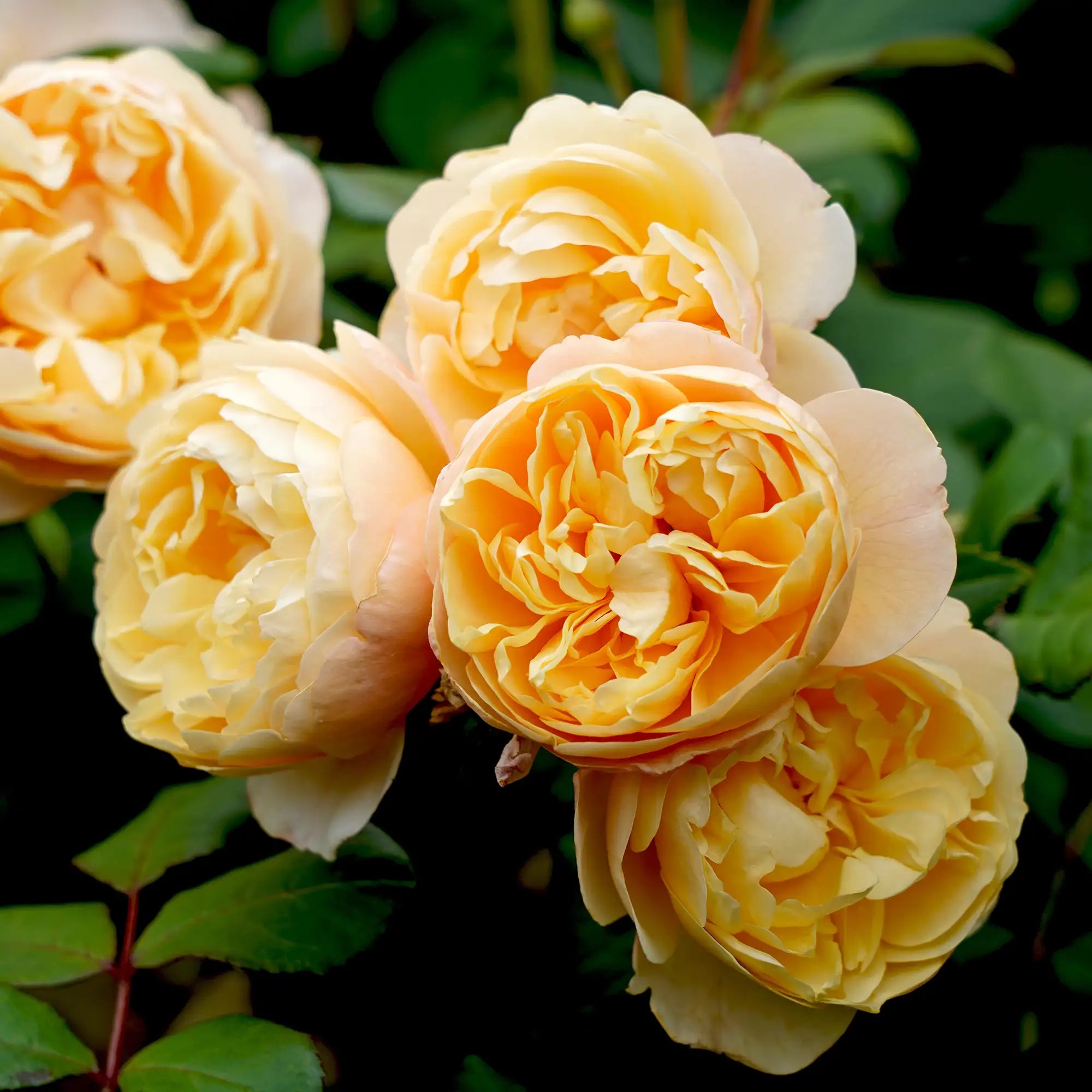 Close-up of yellow roses with green leaves in the background