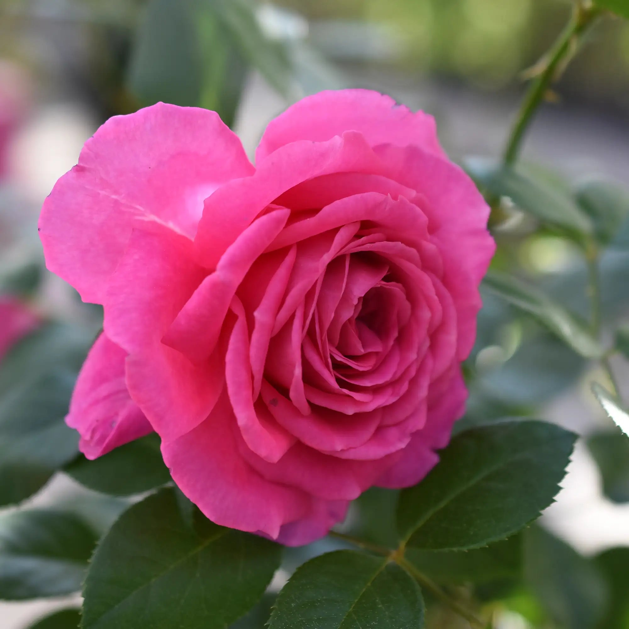 Close-up of pink Rosanna Rose in bloom with green leaves