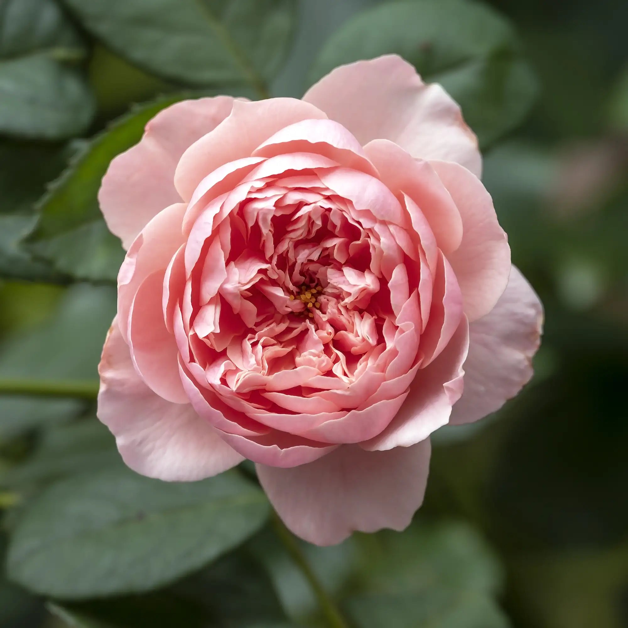 Close-up of a pink rose with green leaves in the background