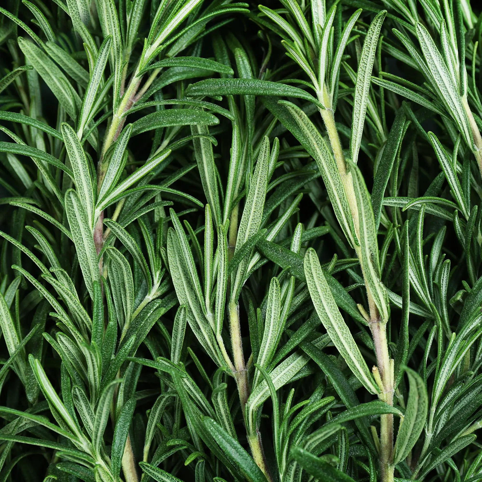 Close up of cut rosemary stalks