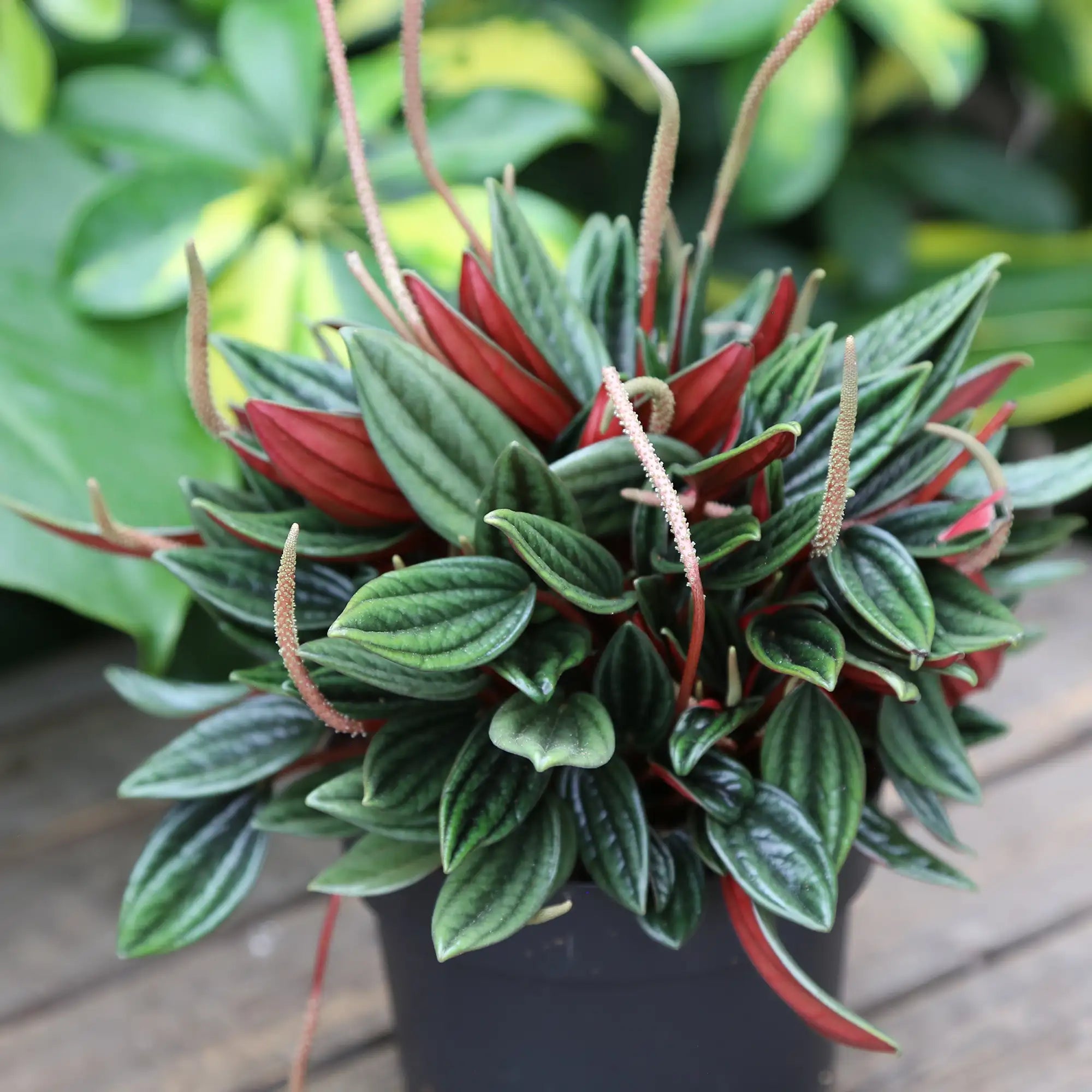 Peperomia Ripple 'Rosso'