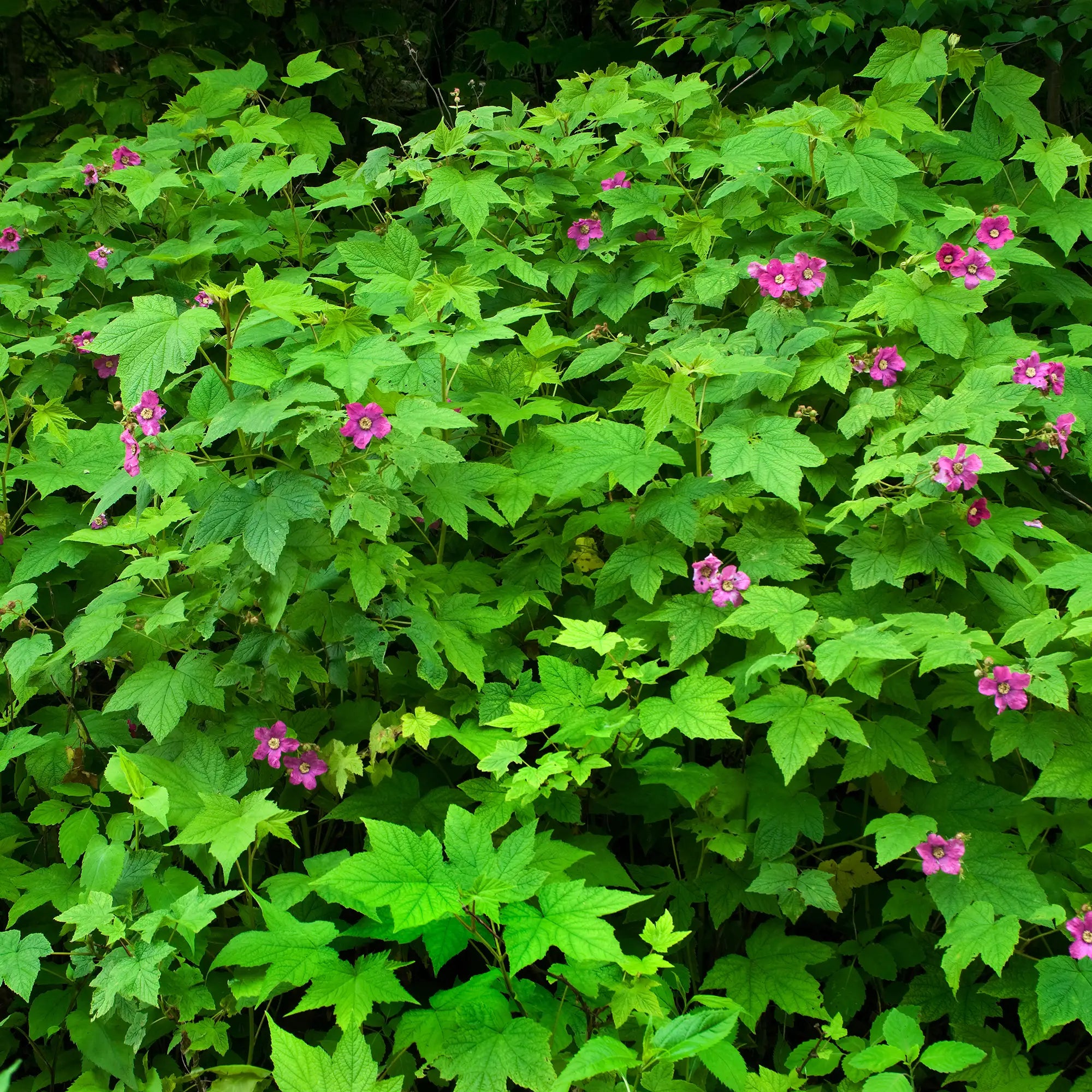 Raspberry Purple Flowering