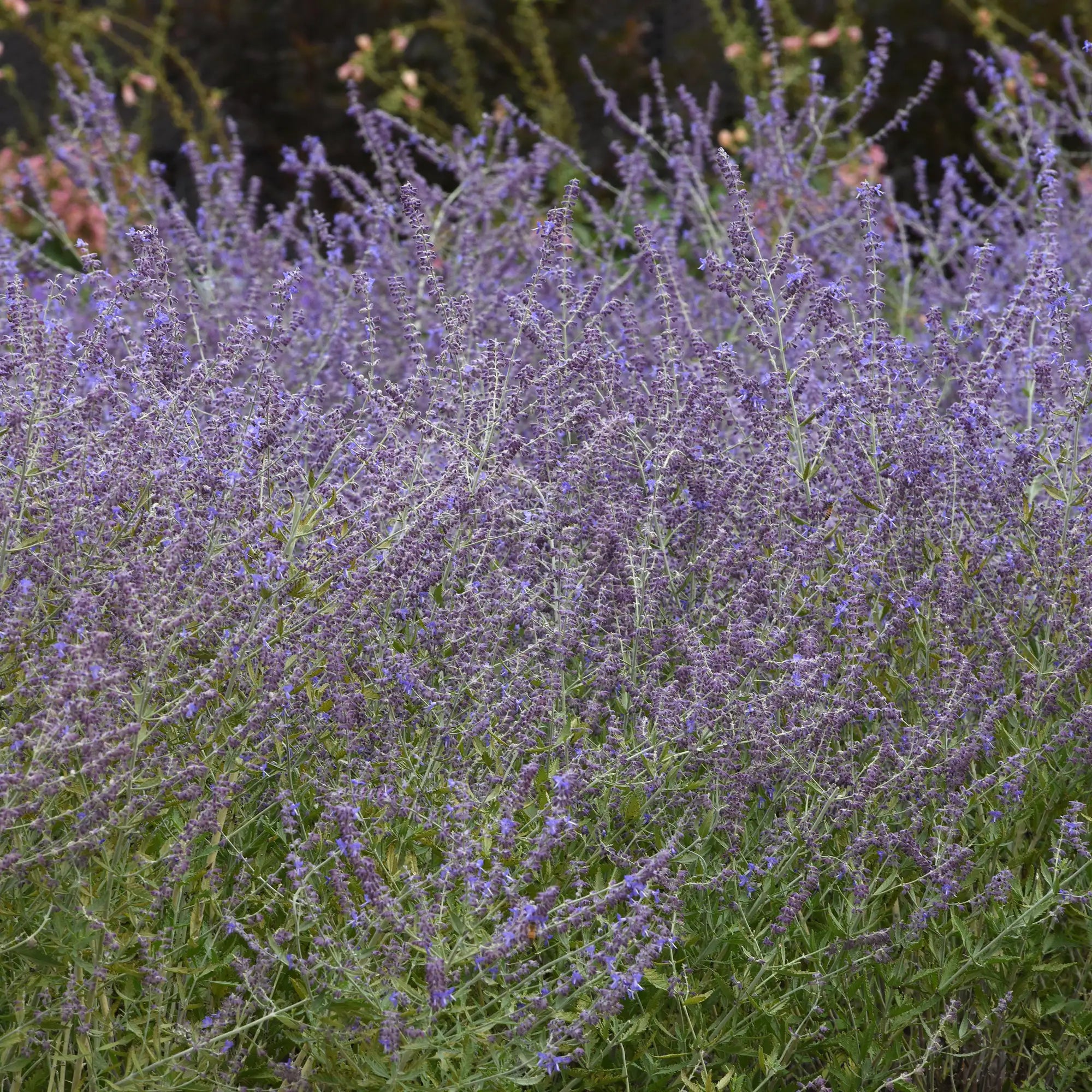 Russian Sage 'CrazyBlue'