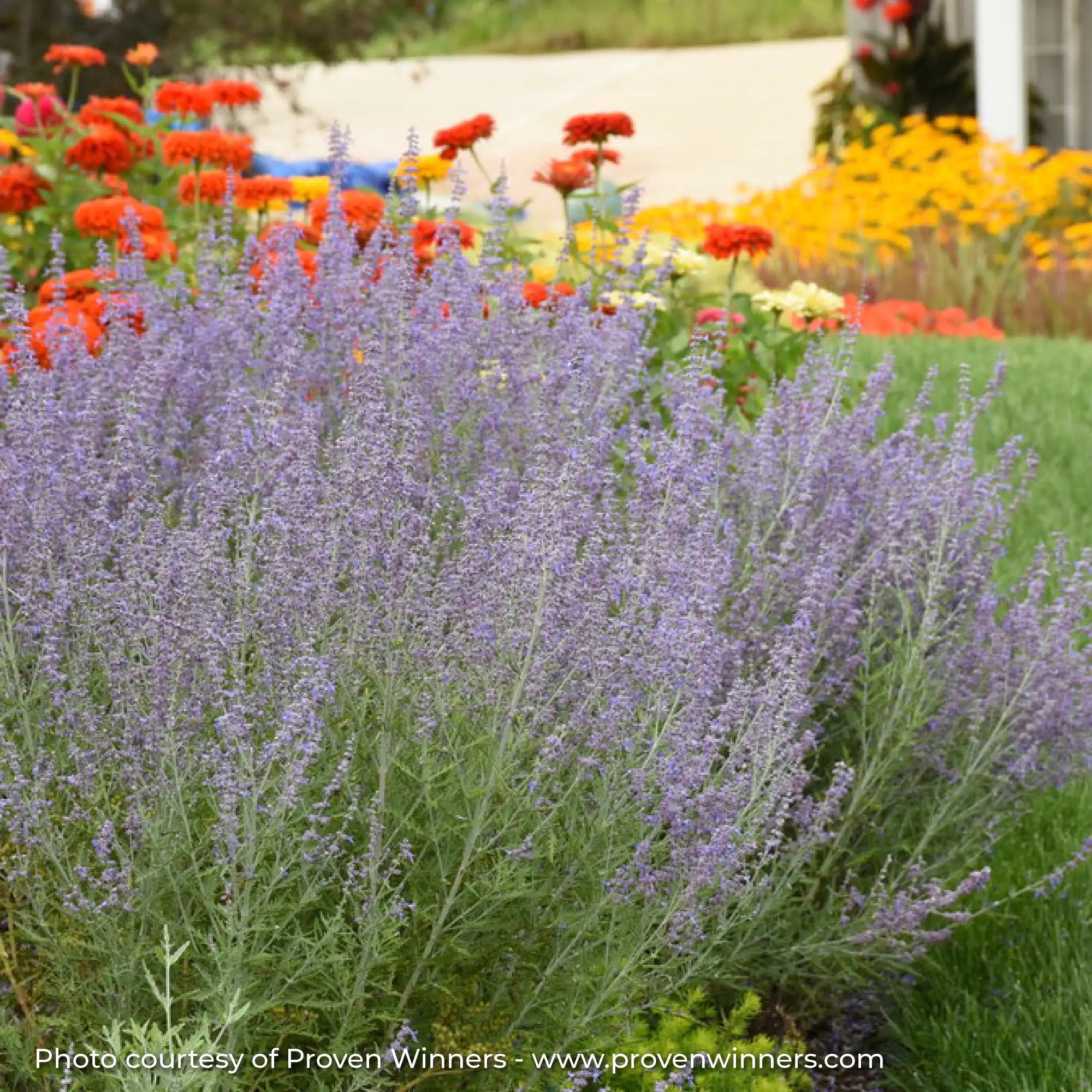Dark Purple Russian Sage in a garden