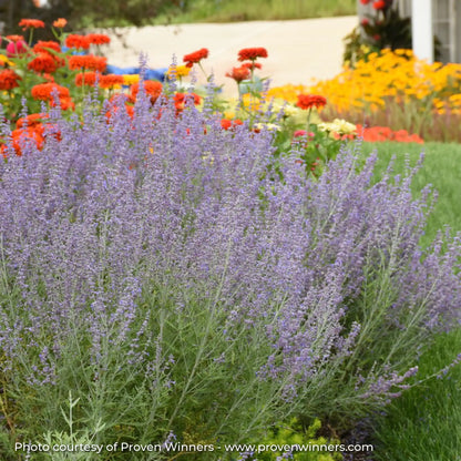 Dark Purple Russian Sage in a garden