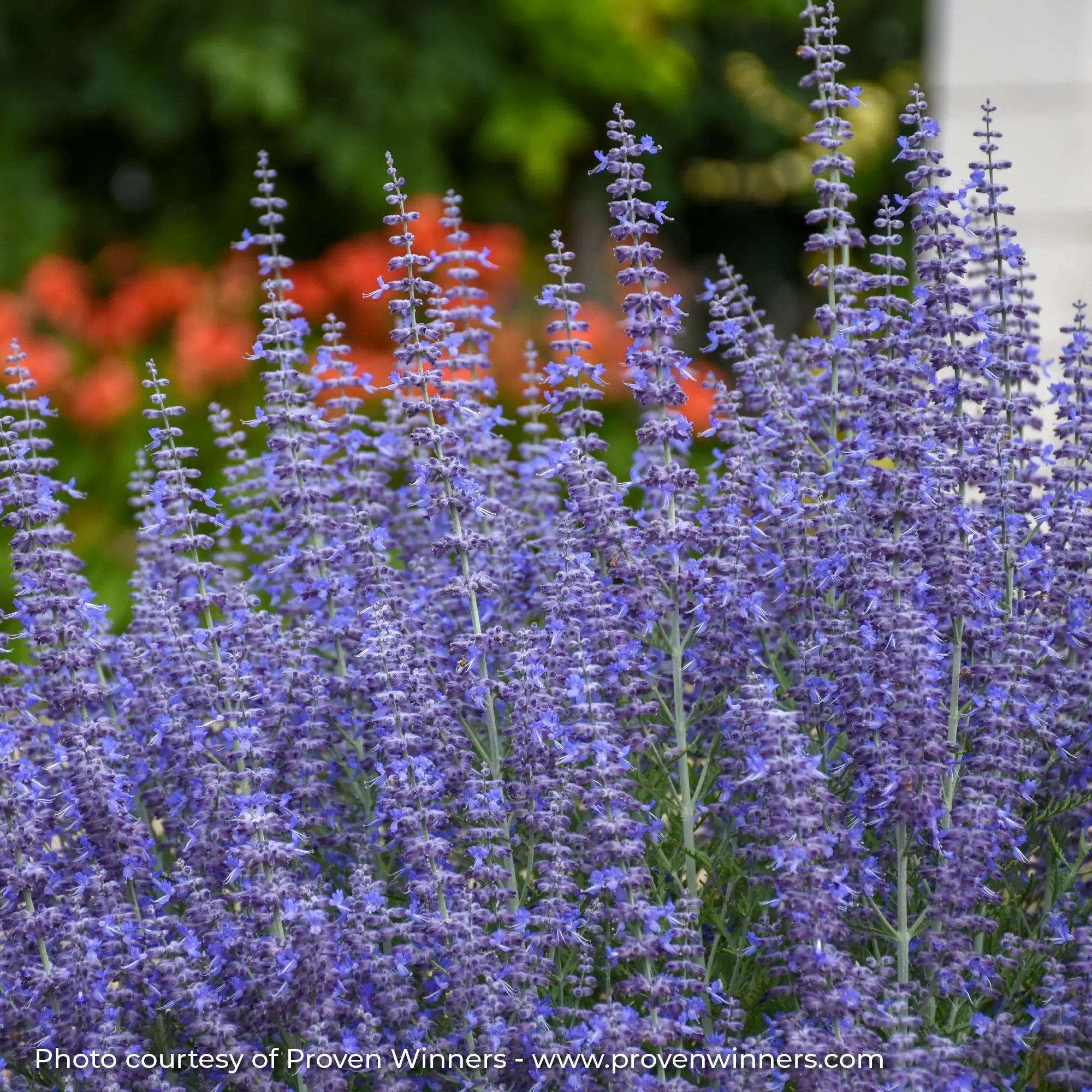 Dark Purple Russian Sage in a garden