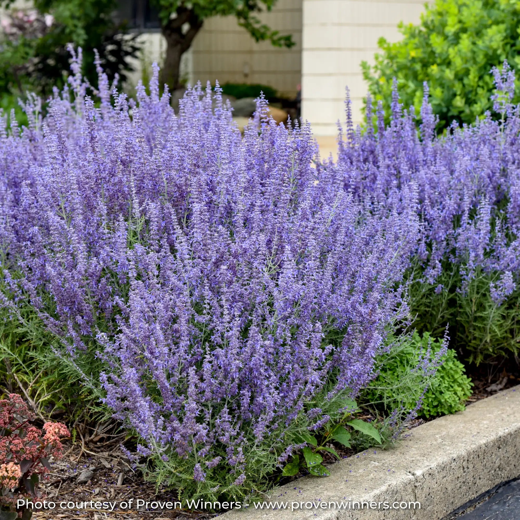 Dark Purple Russian Sage in a garden