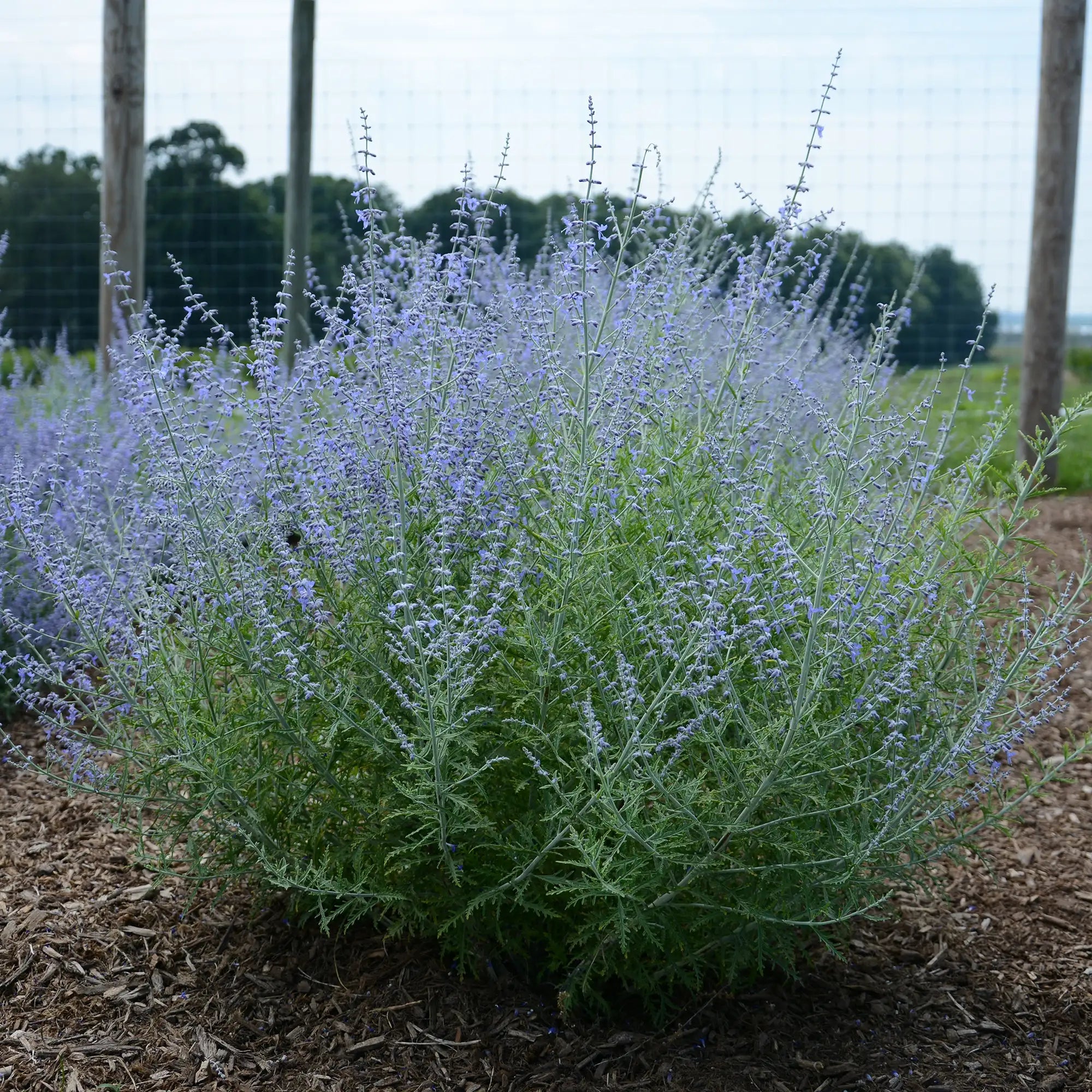 Russian Sage 'Little Lace'