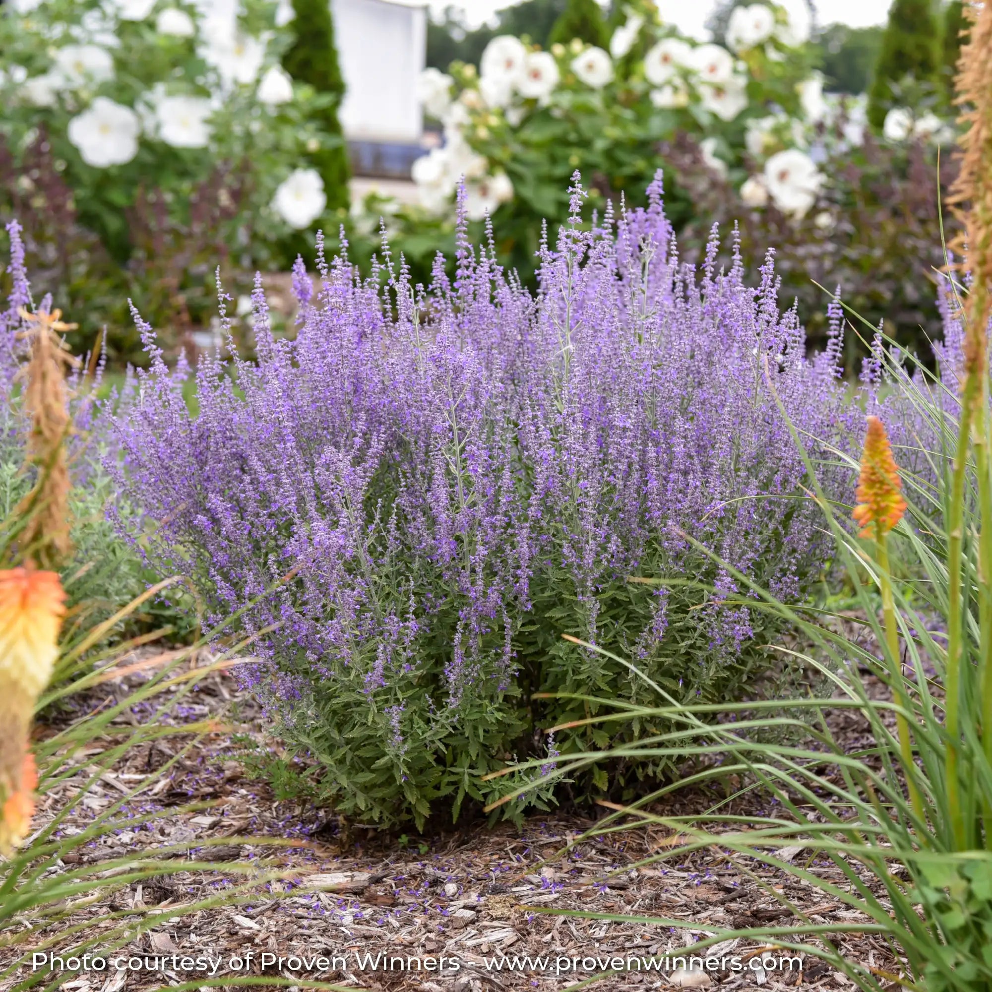 Purple Russian Sage in a garden