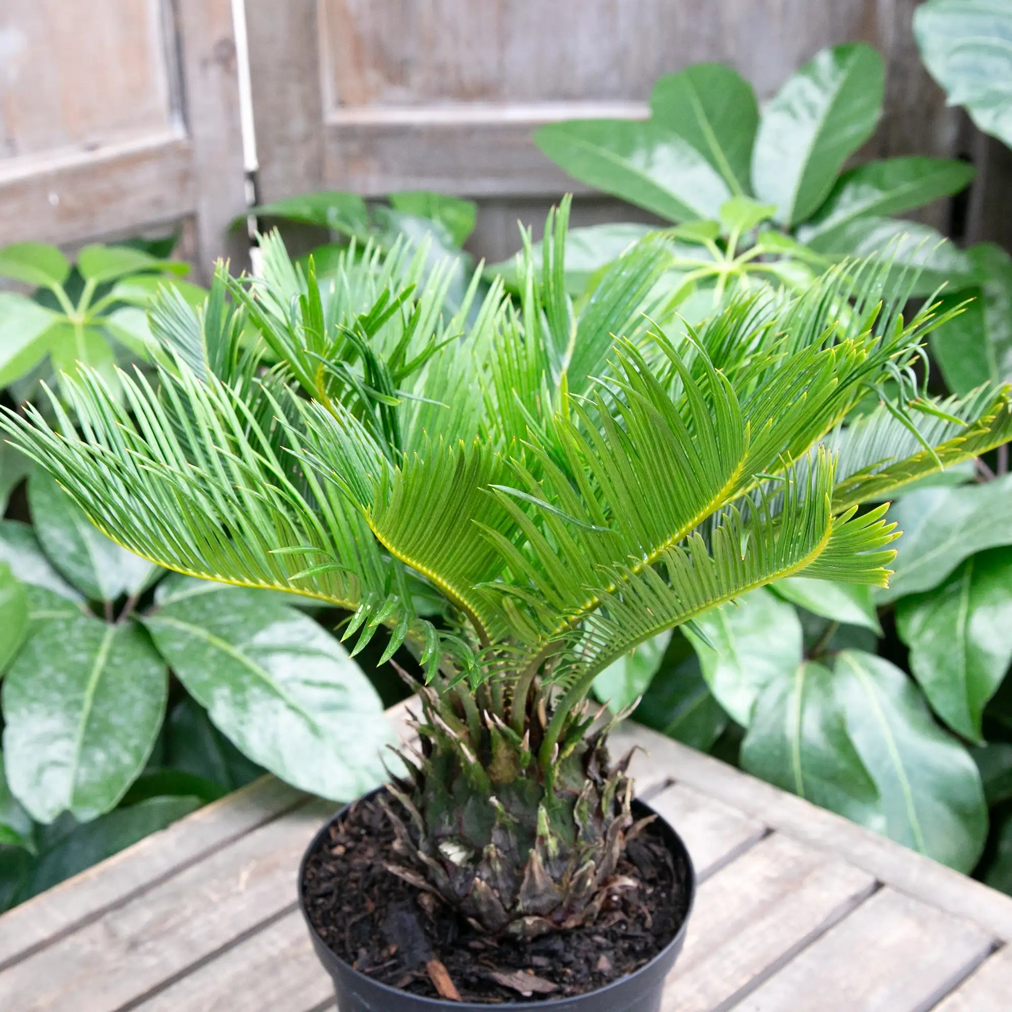 Sago Palm