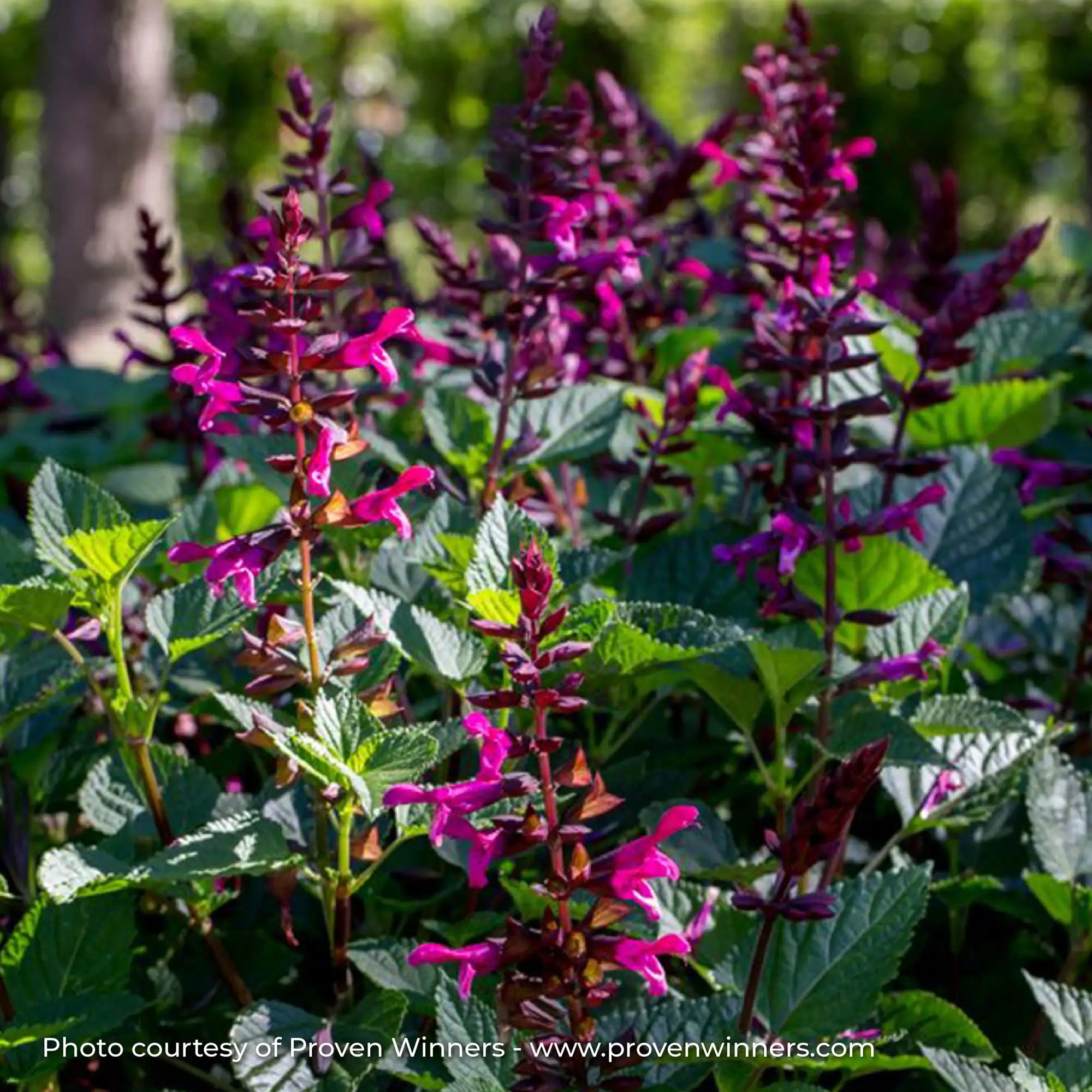 Salvia 'Rockin'® Fuchsia'