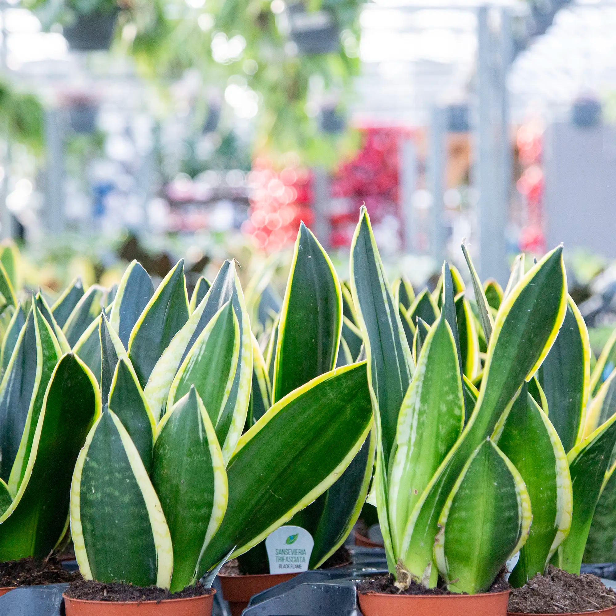 Snake Plant 'Black Gold'