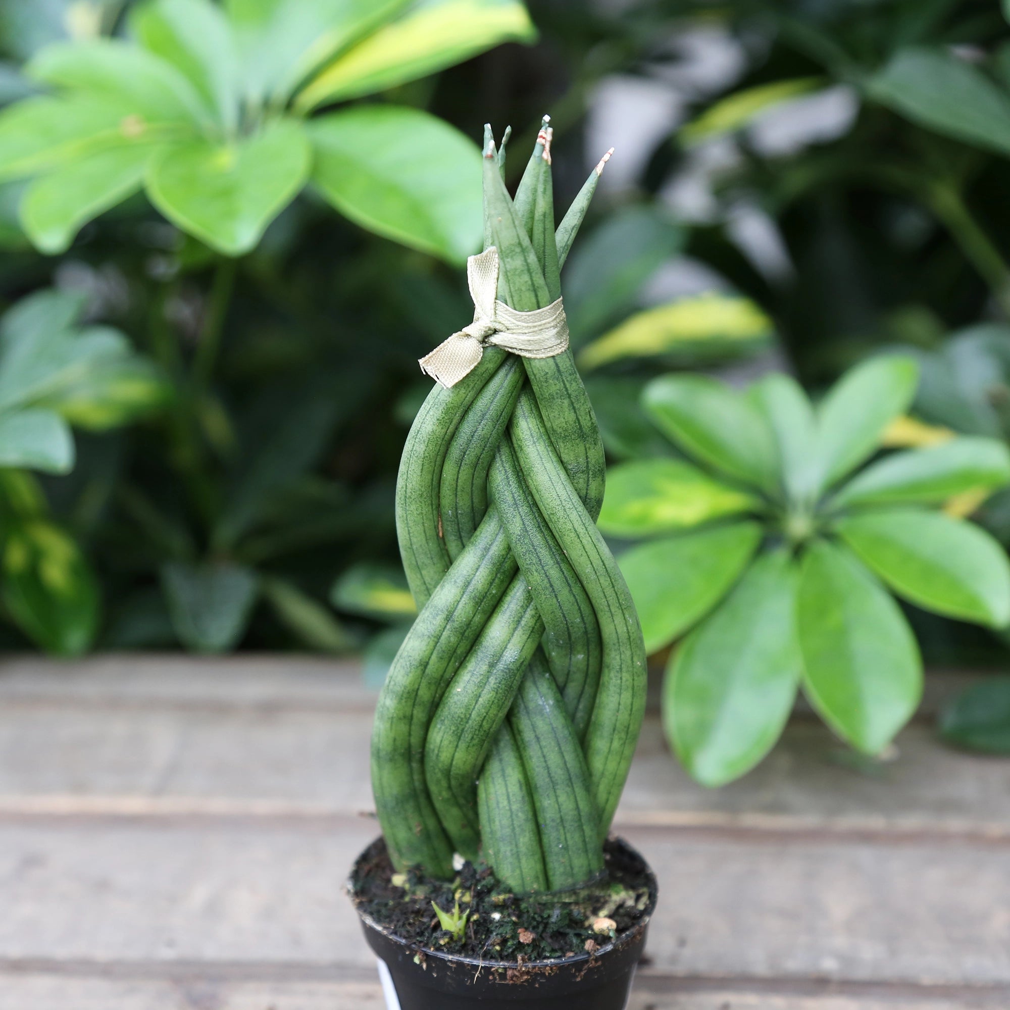 Snake Plant 'Boncel Braid'