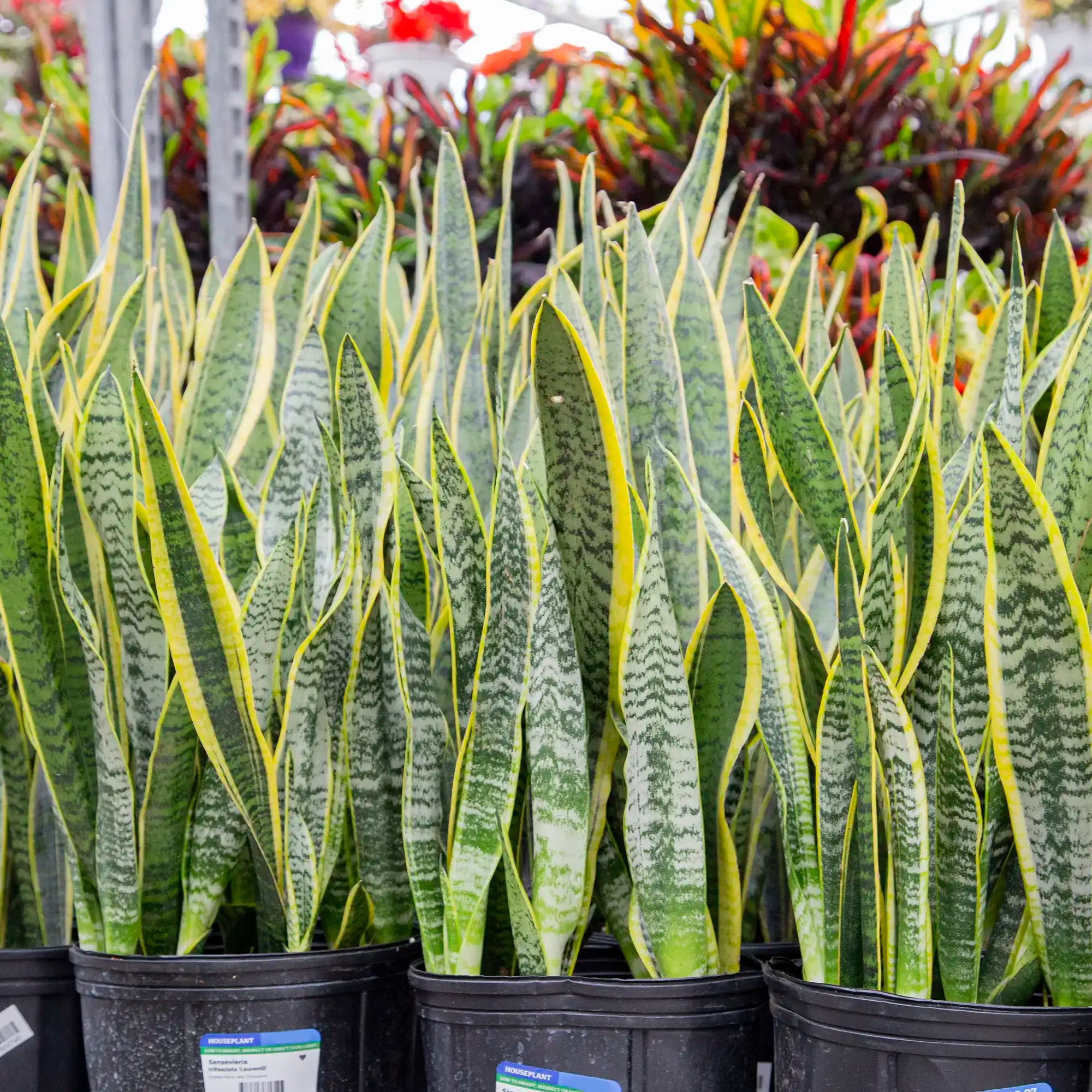 Snake Plant 'Laurentii'
