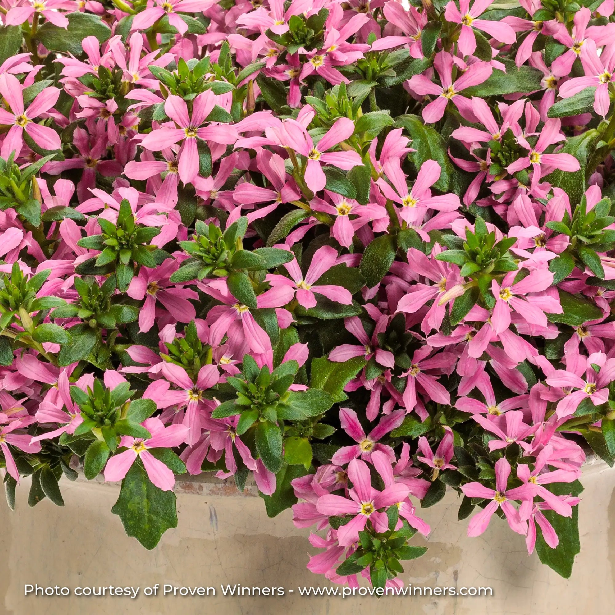 Scaevola 'Stardiva® Pink'