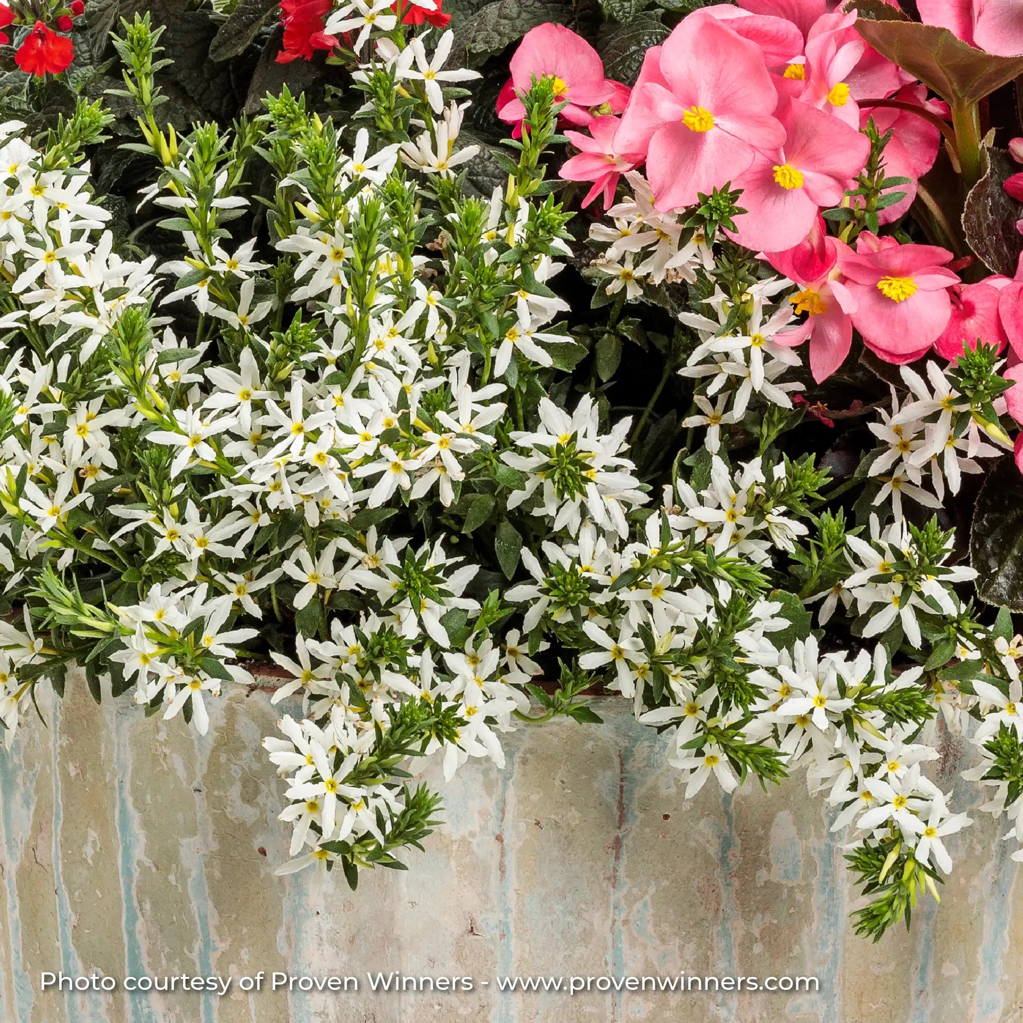 Scaevola 'Stardiva® White'