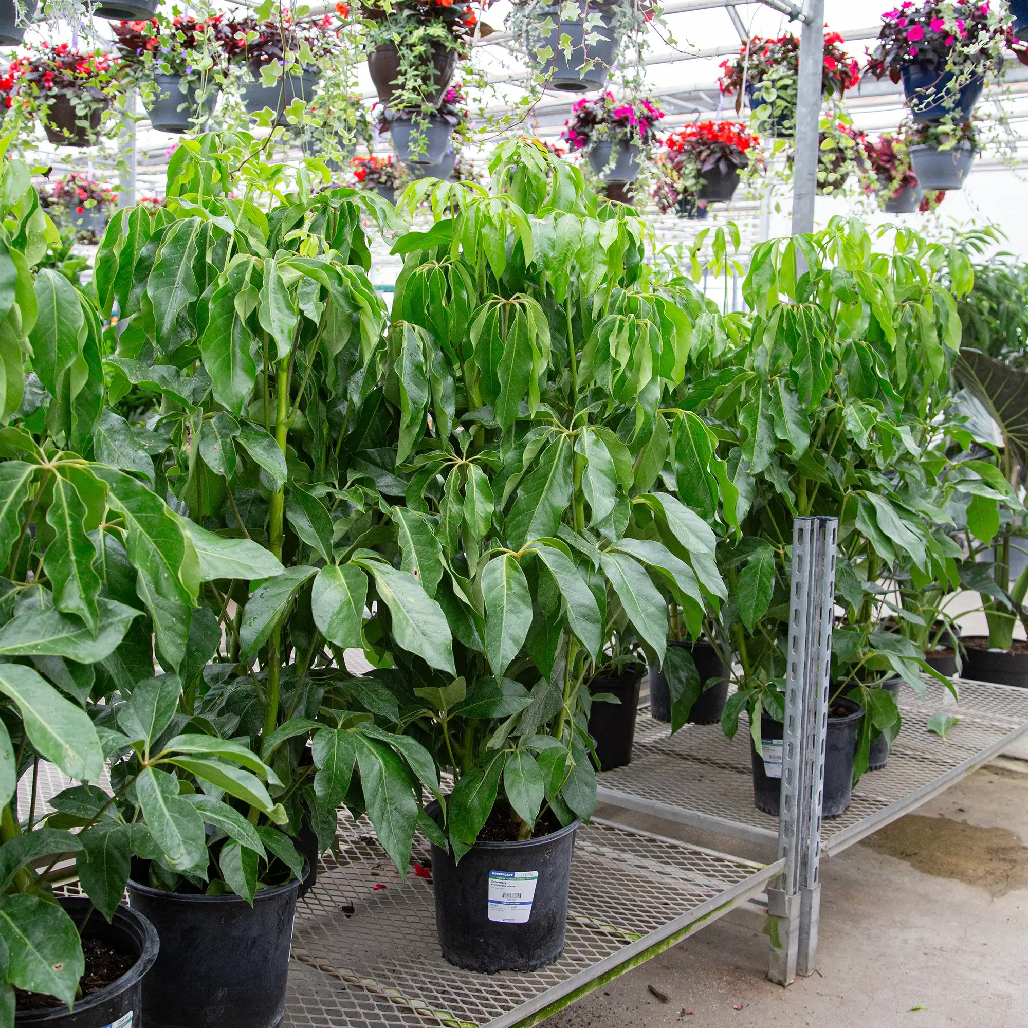 Umbrella Tree 'Amate'