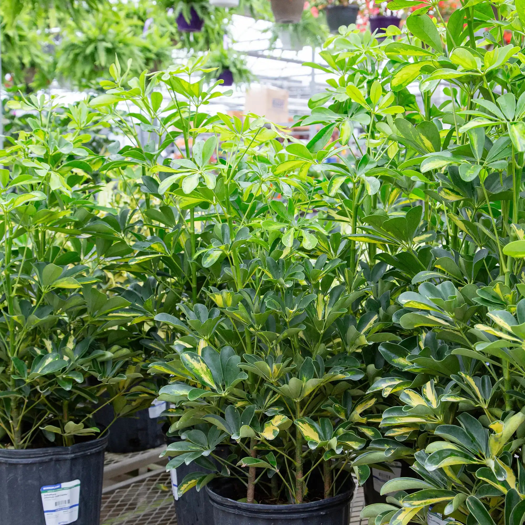 Umbrella Tree 'Gold Capella'