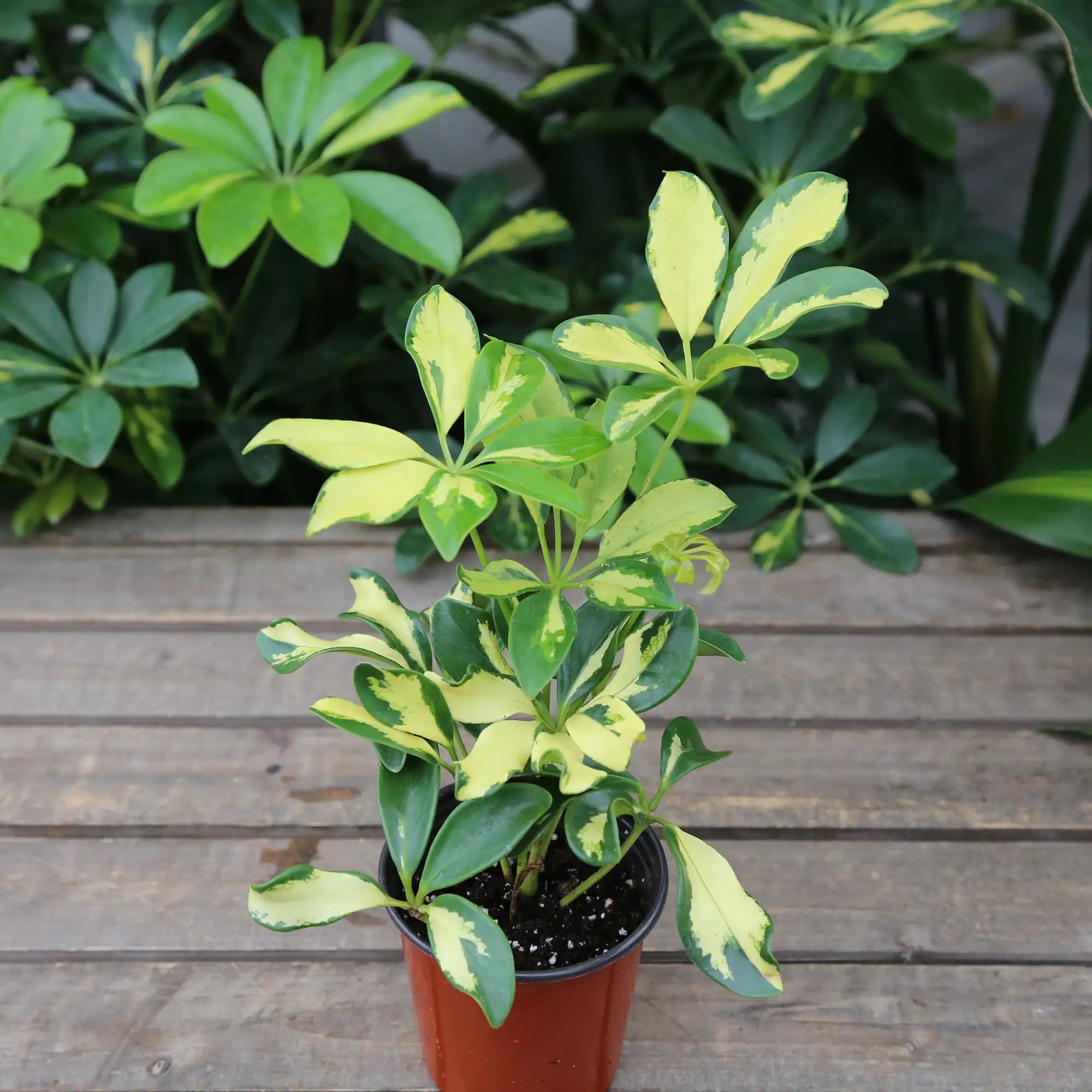 Umbrella Tree 'Trinette'