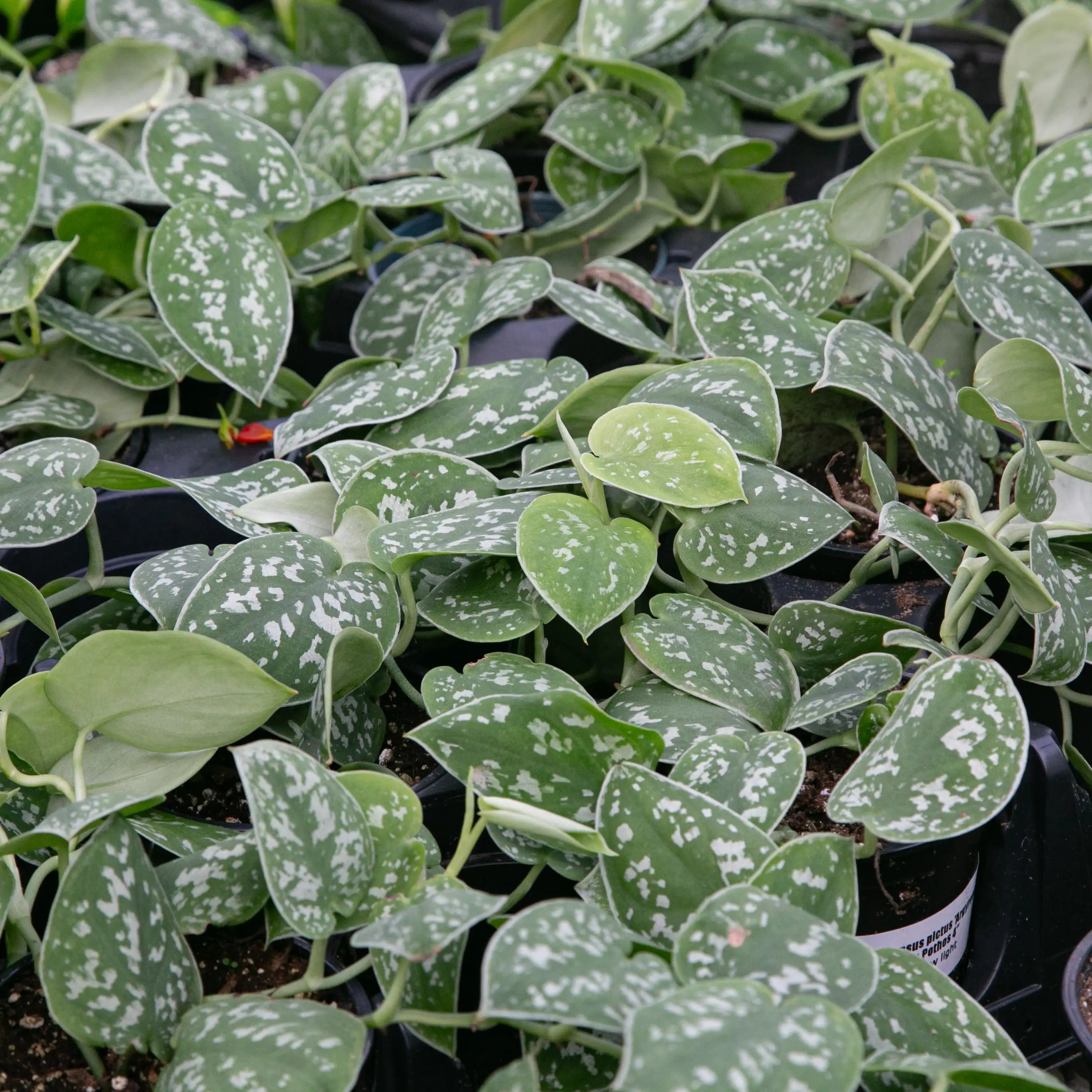 Pothos Silver Satin 'Argyraeus'